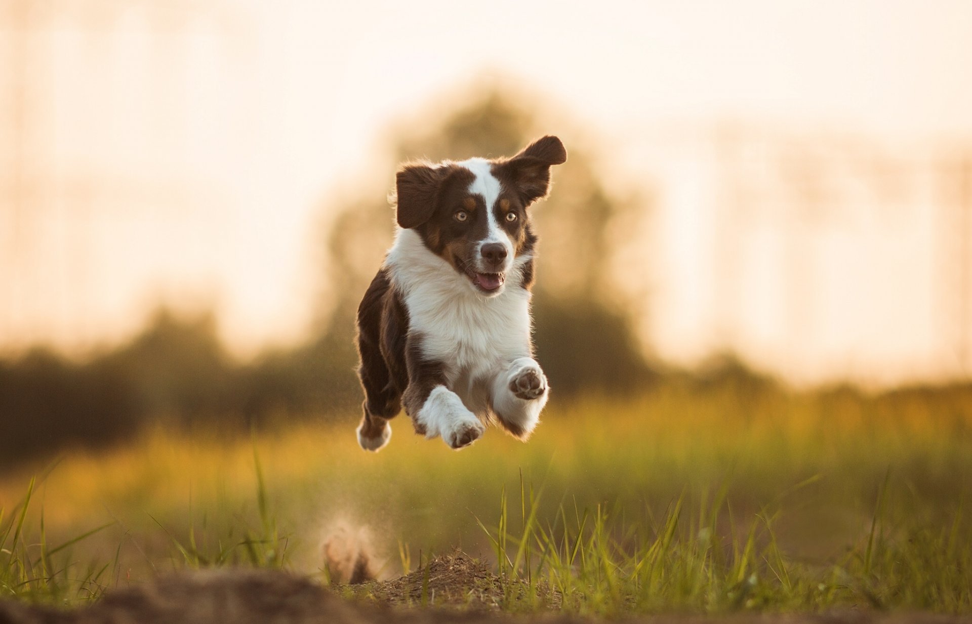 australian shepherd aussie dog running mood images – Animals And Birds