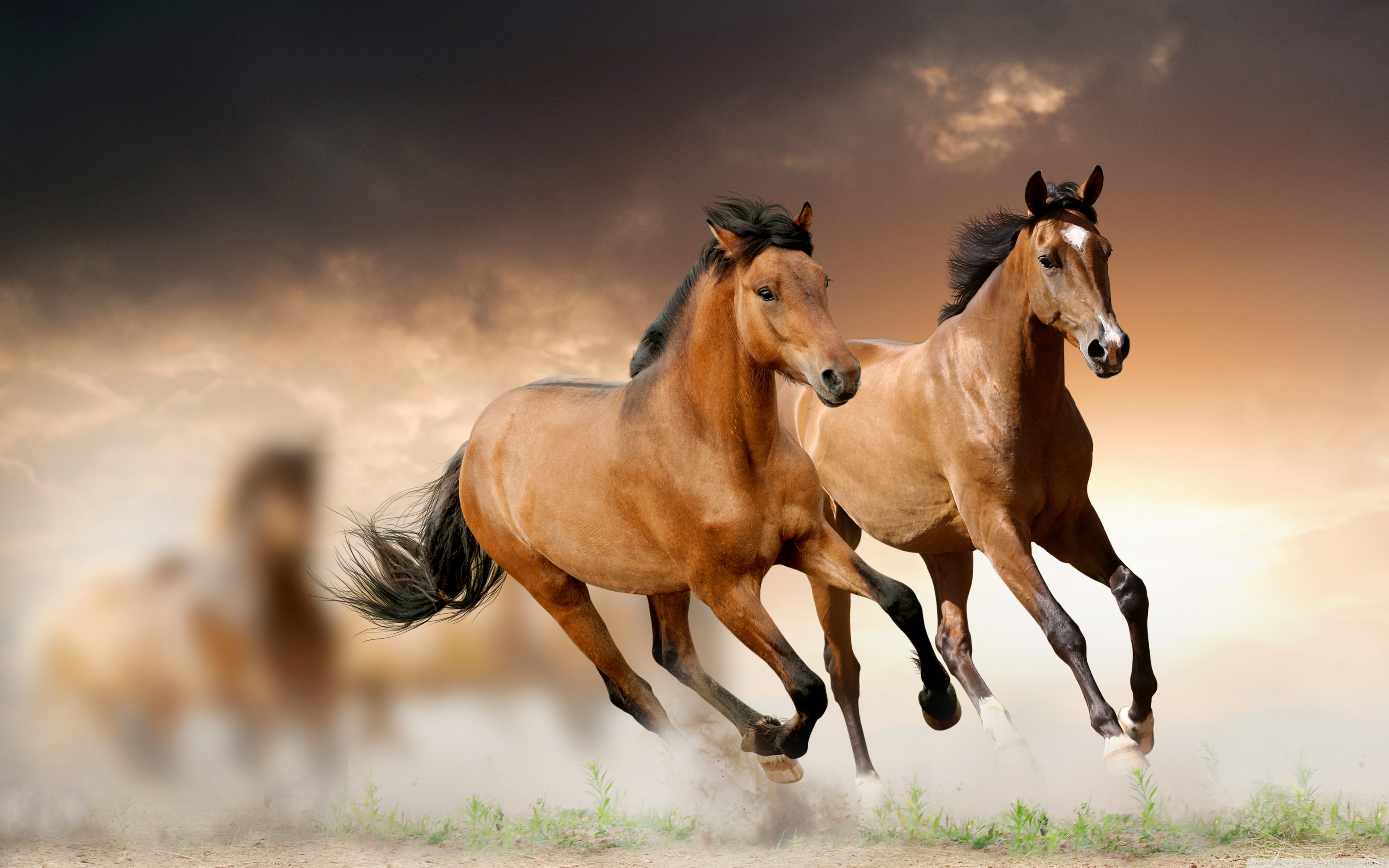 Horses Running ❤ 4K HD Desktop Wallpaper for 4K Ultra HD TV ...