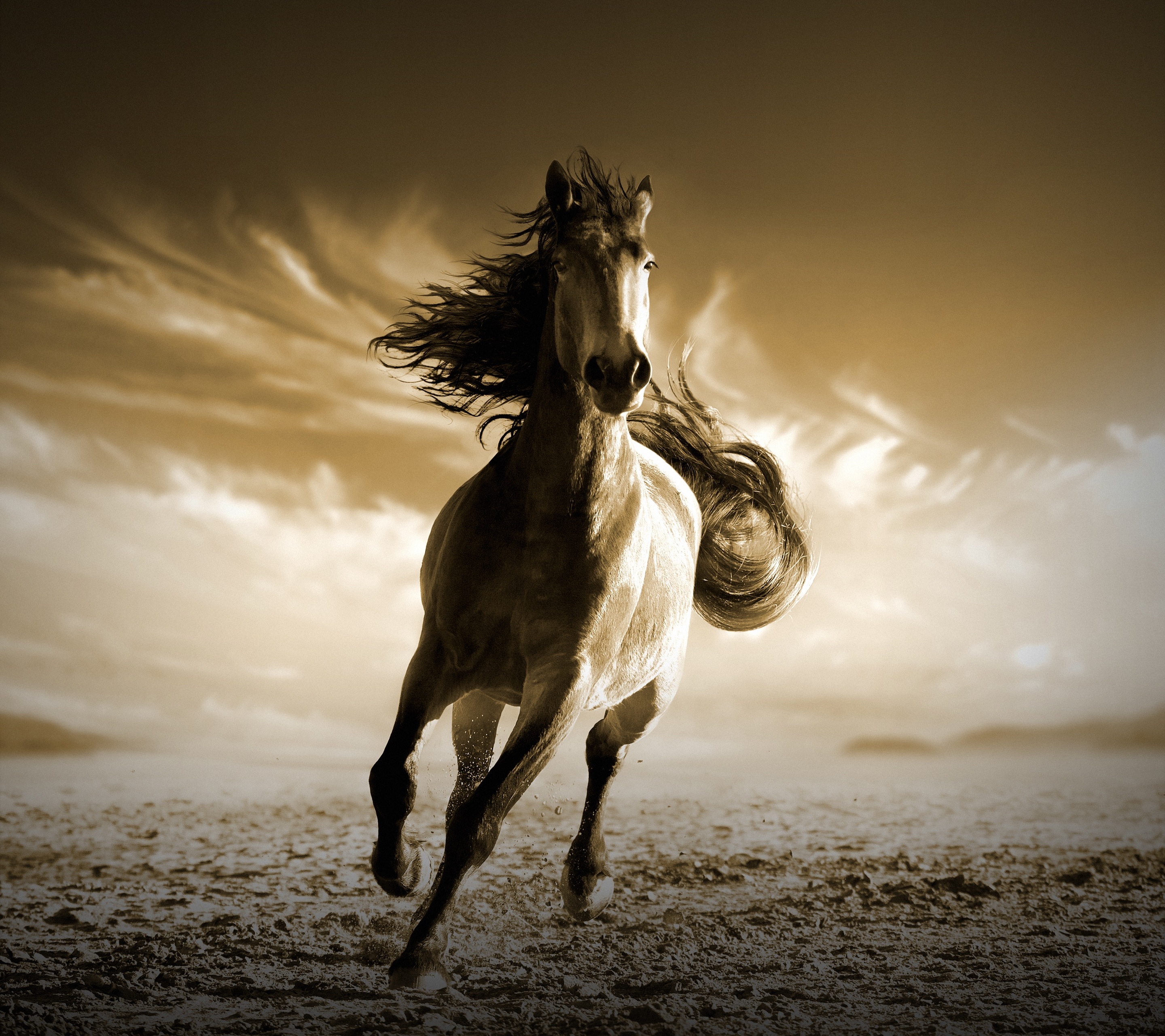 Wallpaper Running Horse, HD, Animals, #12873