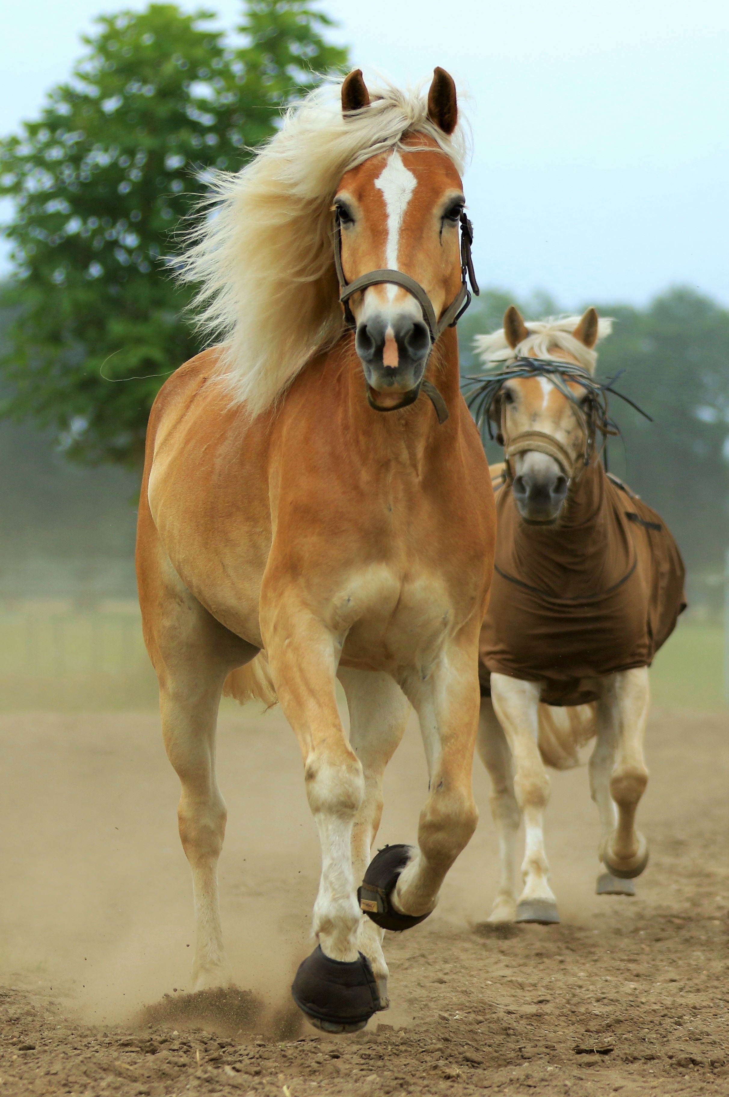 Running horses photo