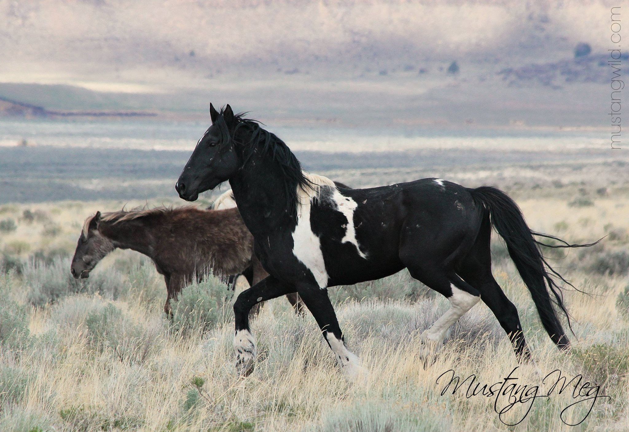 Pin by Mallory M on Mustangs/wild horses | Pinterest | Horse
