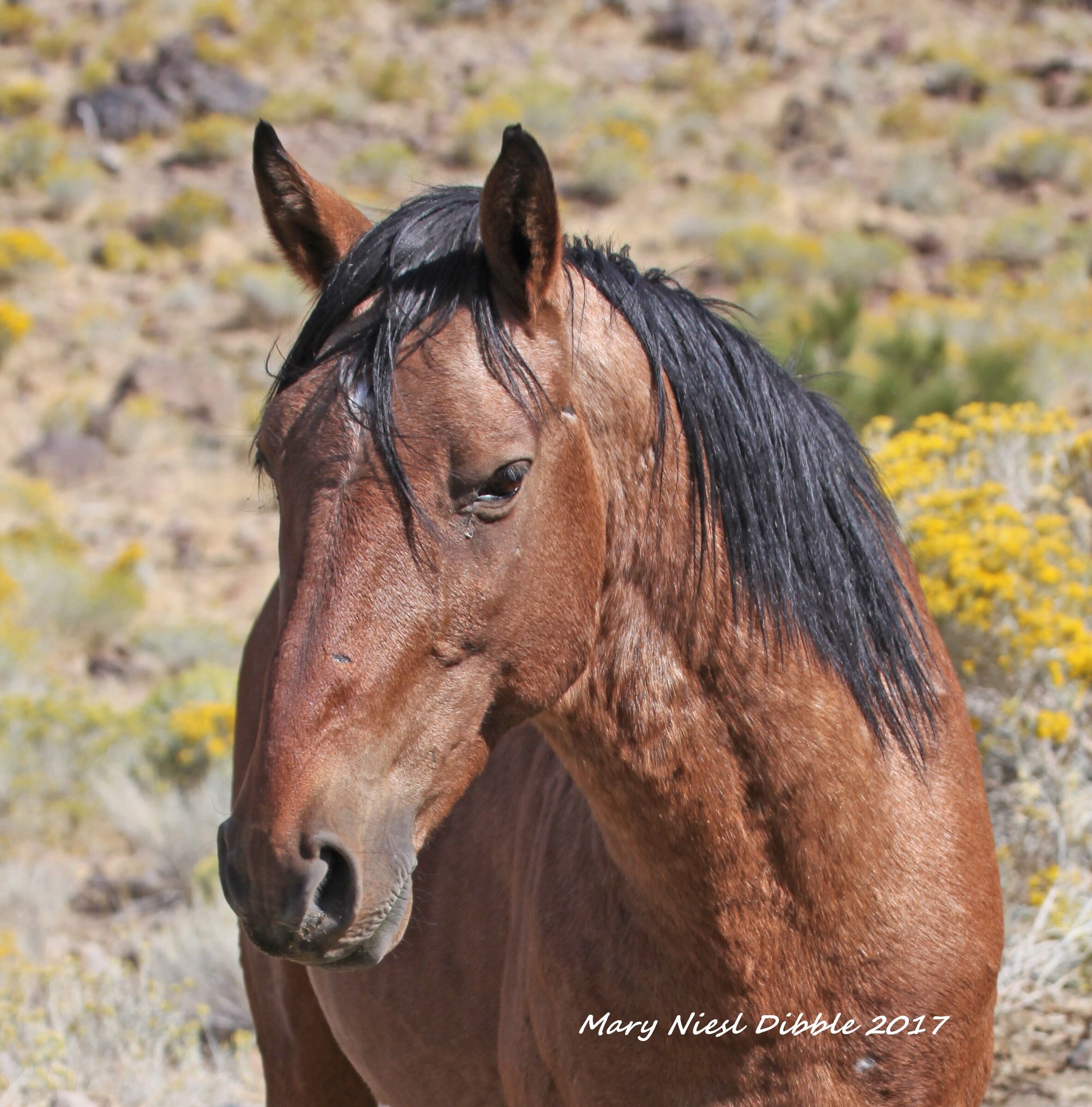 Pin by Mary Dibble on Wild horses | Pinterest | Horse