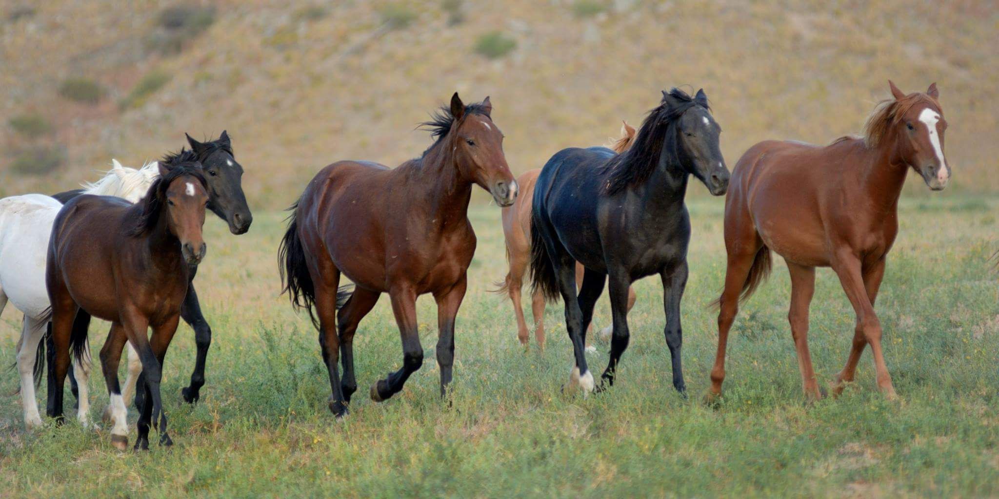 Black Hills Wild Horse Sanctuary | Wild Horses, Mustangs | Pinterest ...
