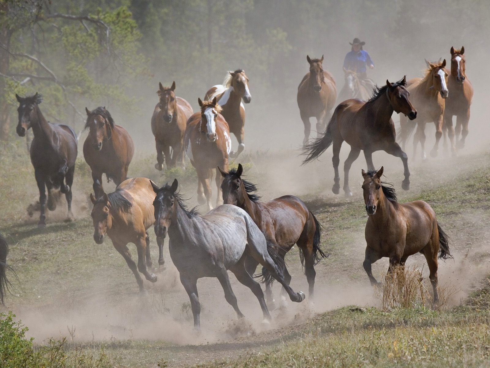 Daniel Sierra: Running Horses Wallpapers for Desktop Backgrounds