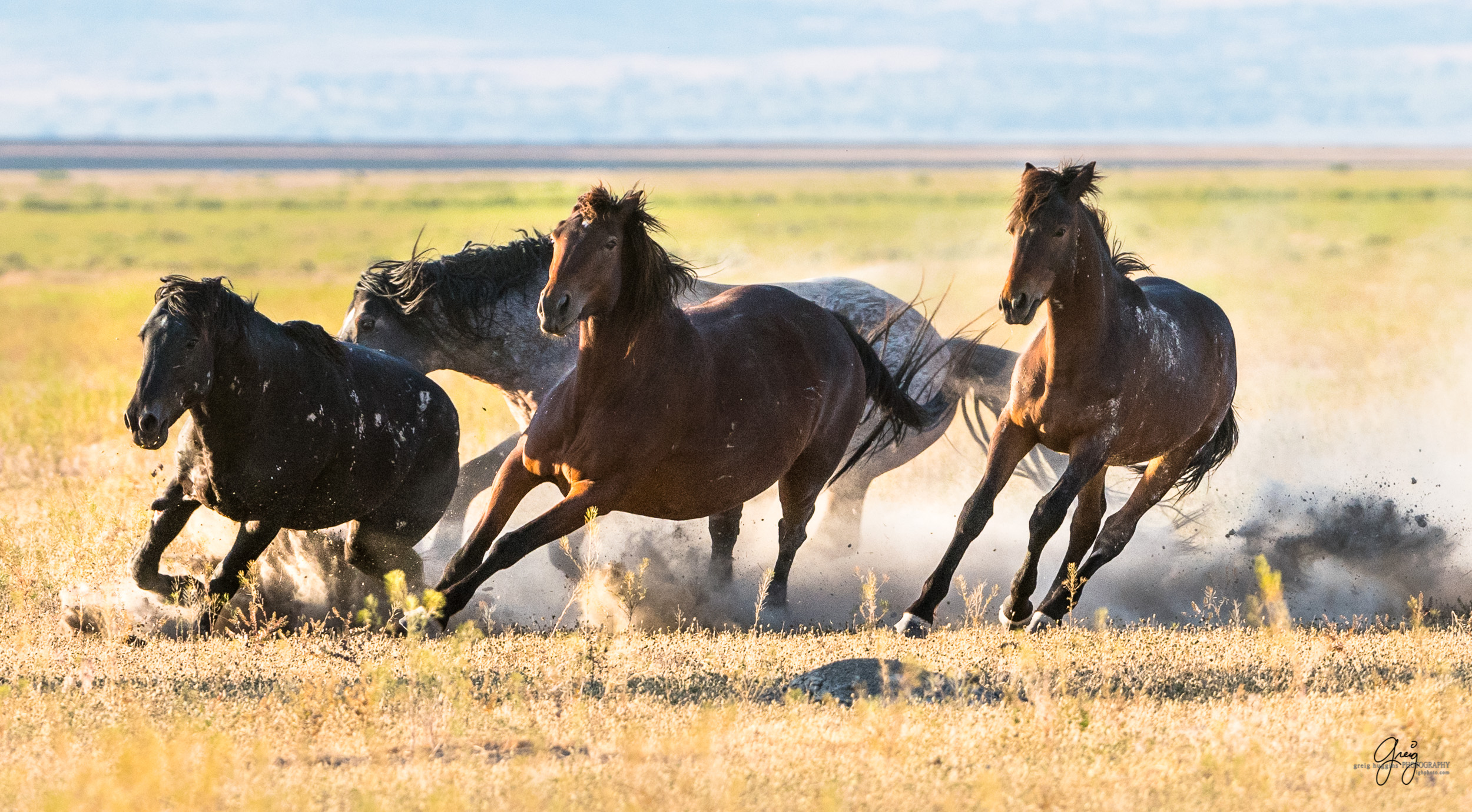 Wild Horses Fighting - Onaqui Herd - Photography of Wild Horses ...