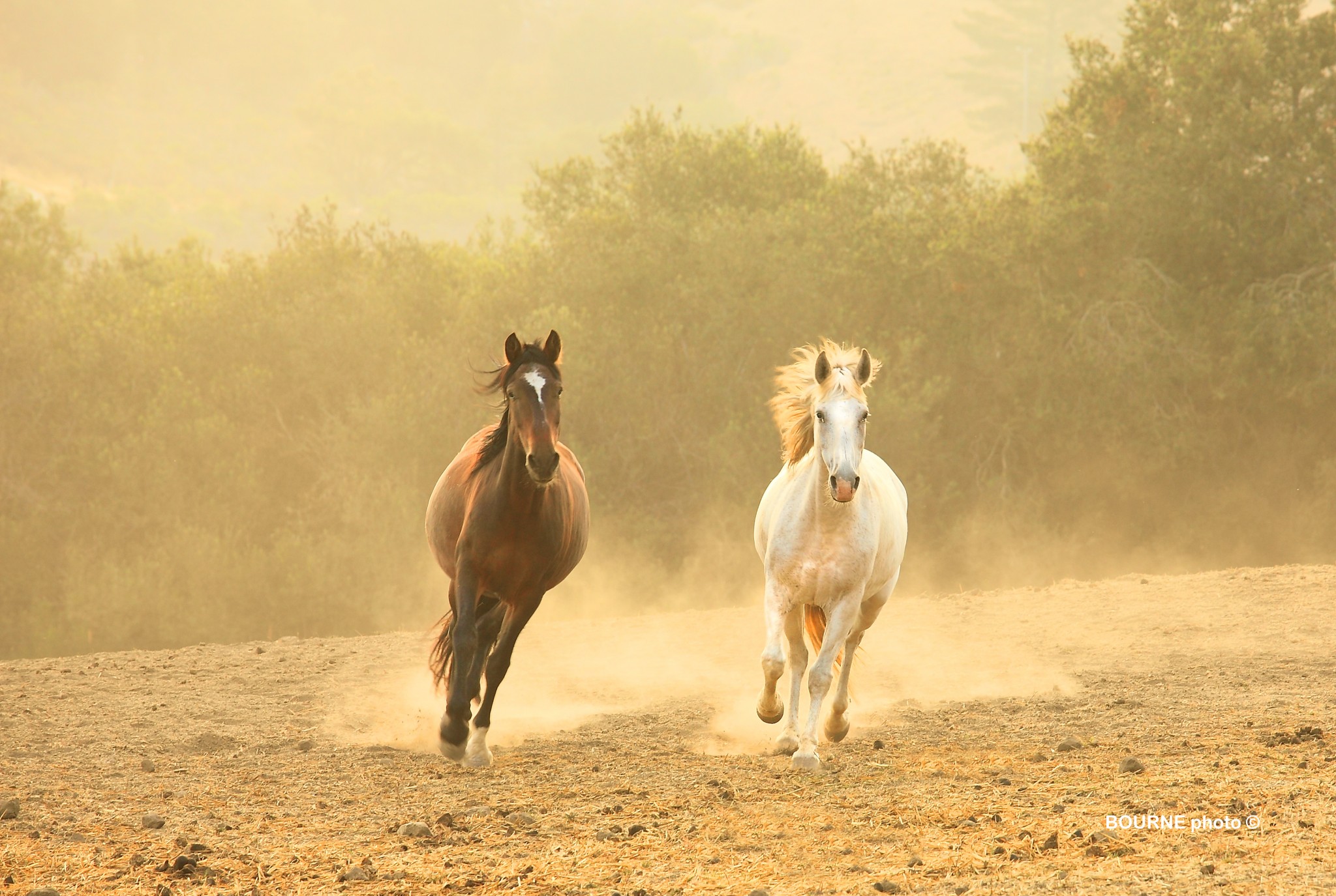 Paired Wild Horses Return to Freedom L017 – BOURNE Photography