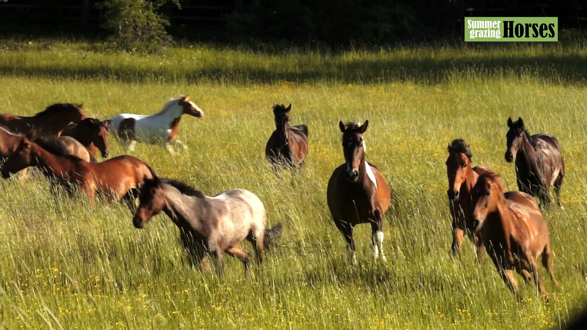 Hästar på sommarbete - Horses Running Free - YouTube