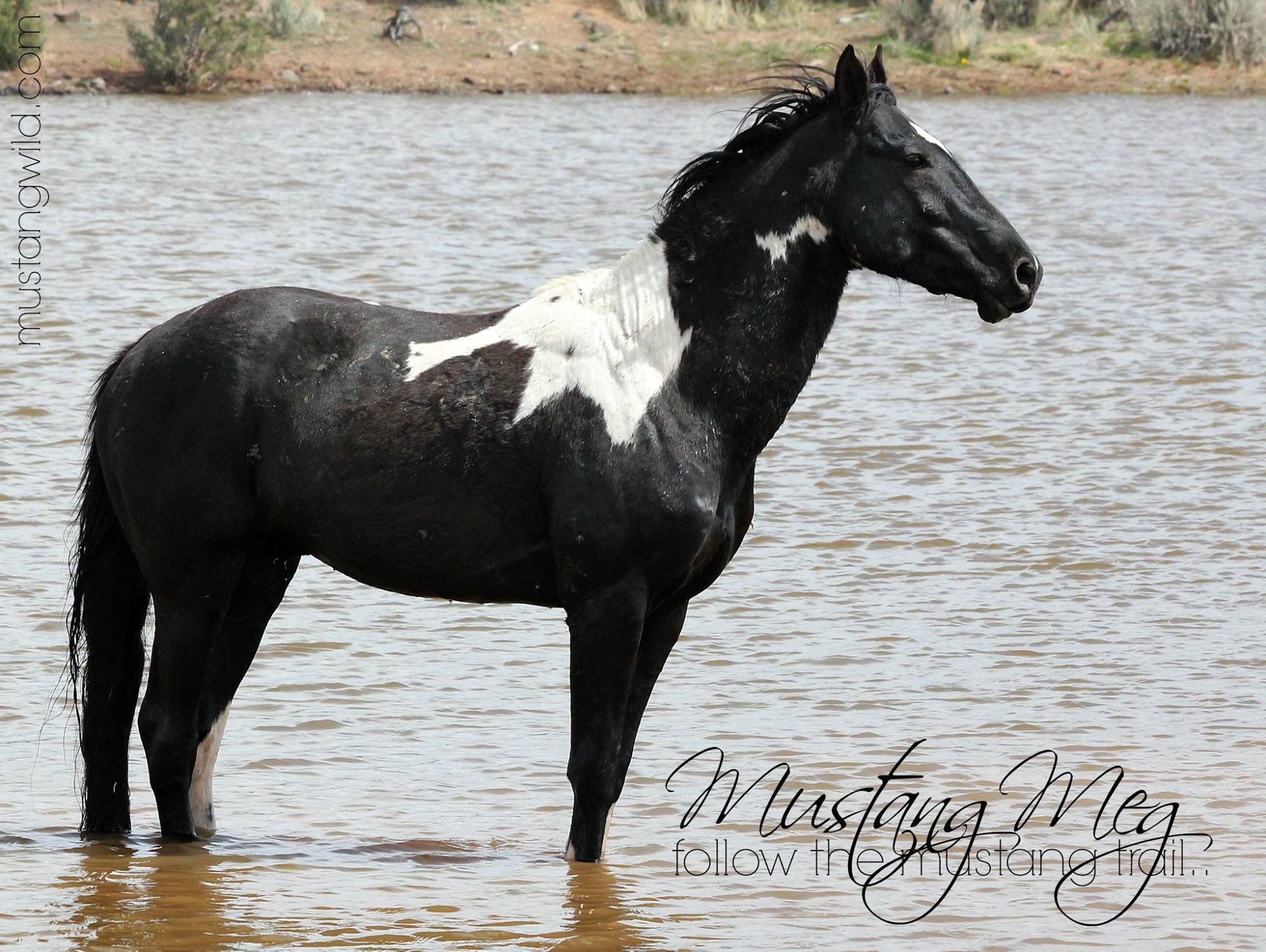 Pin by Mallory M on Mustangs/wild horses | Pinterest | Horse