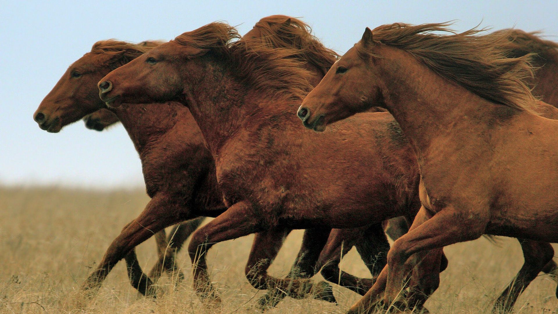 Wild Horses Hd Wallpaper | Babangrichie.org