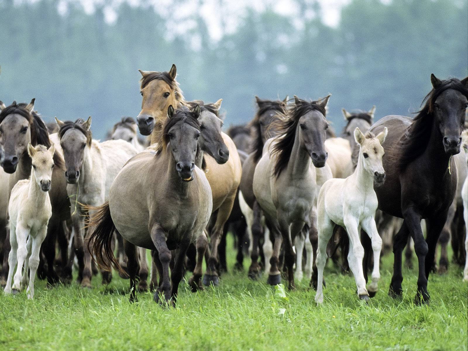 Beautiful Herd of Mustangs - Horses Wallpaper