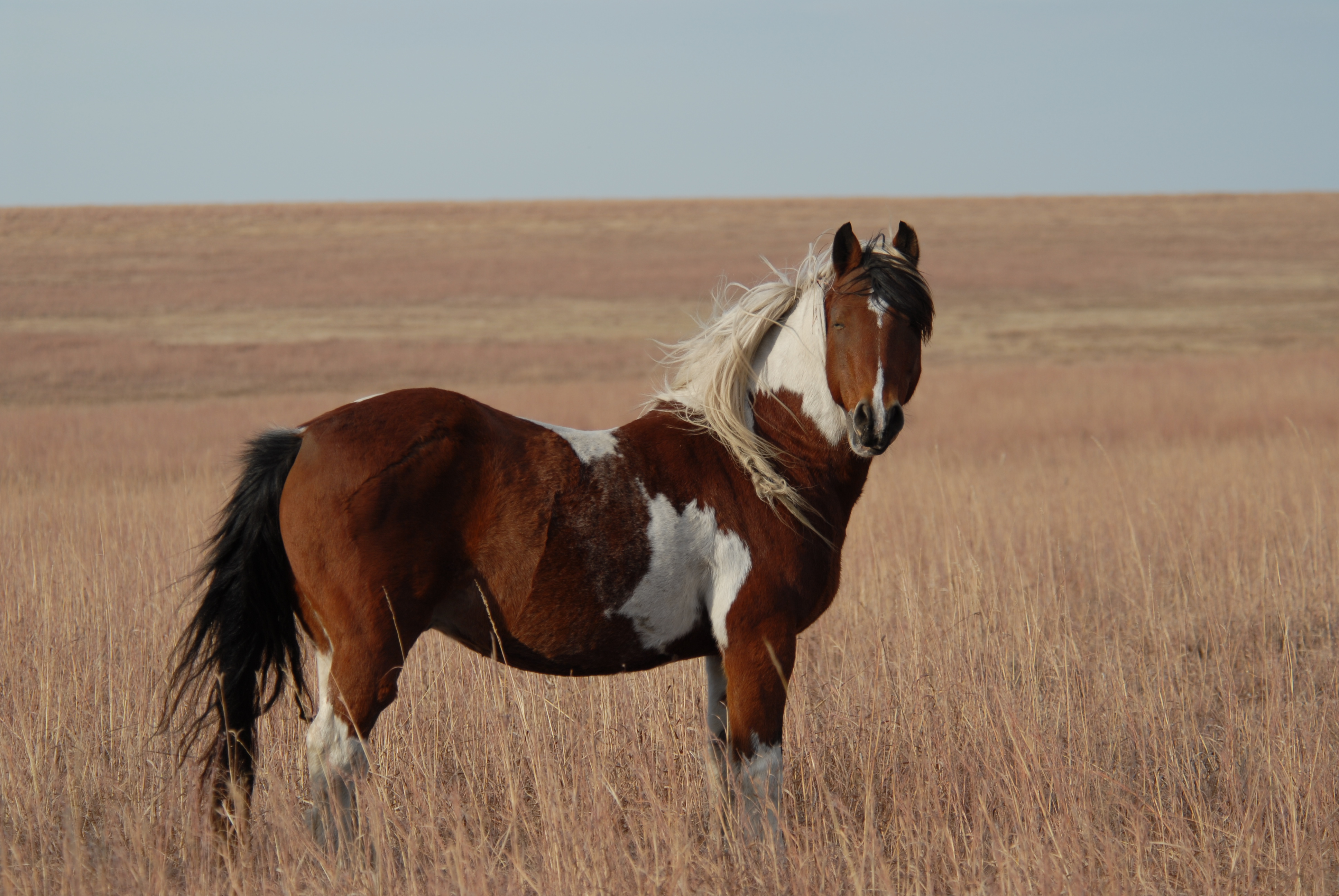 Run Like the Wind ~*~Horse Roleplay~*~ | BackYardHerds.com