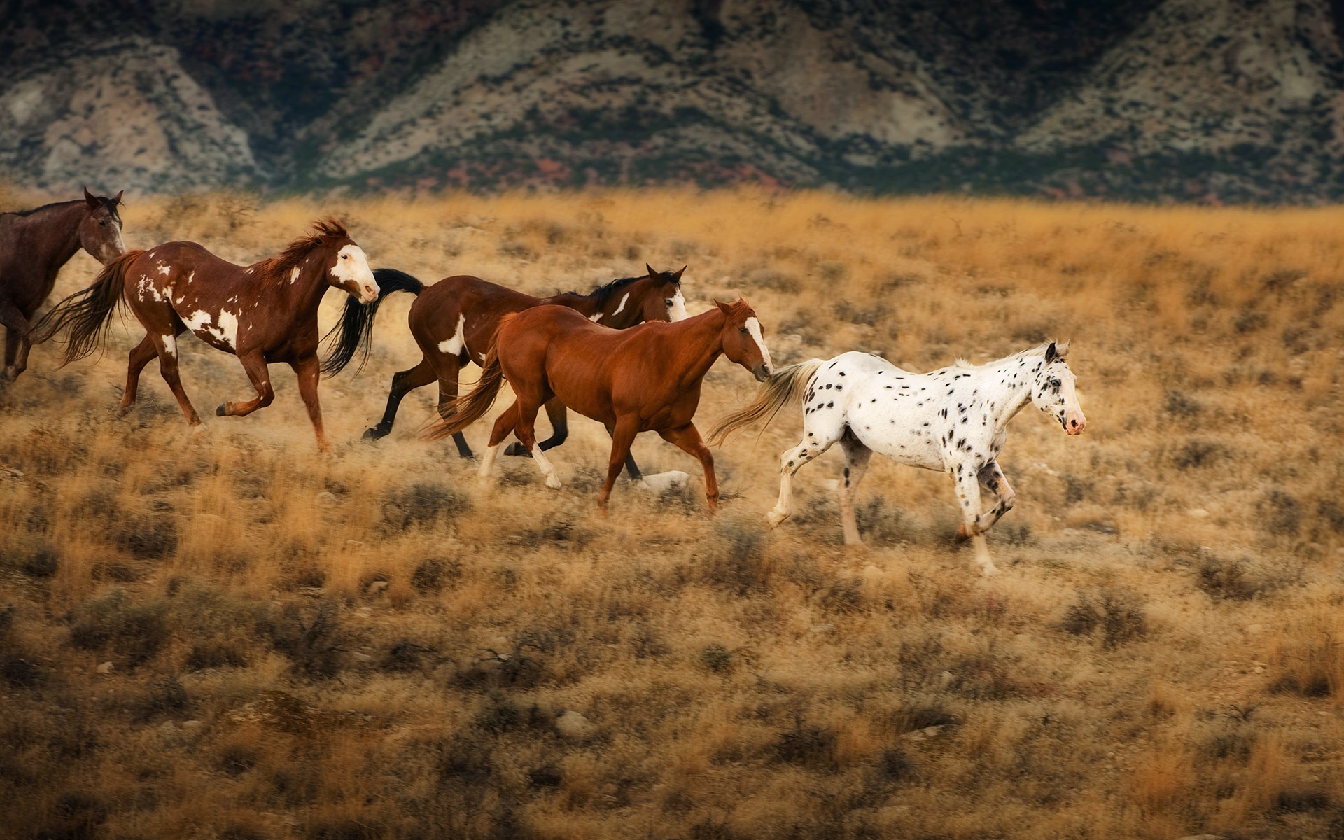 Wild horse advocates push to enter Wyoming lawsuit” | Friends of Animals