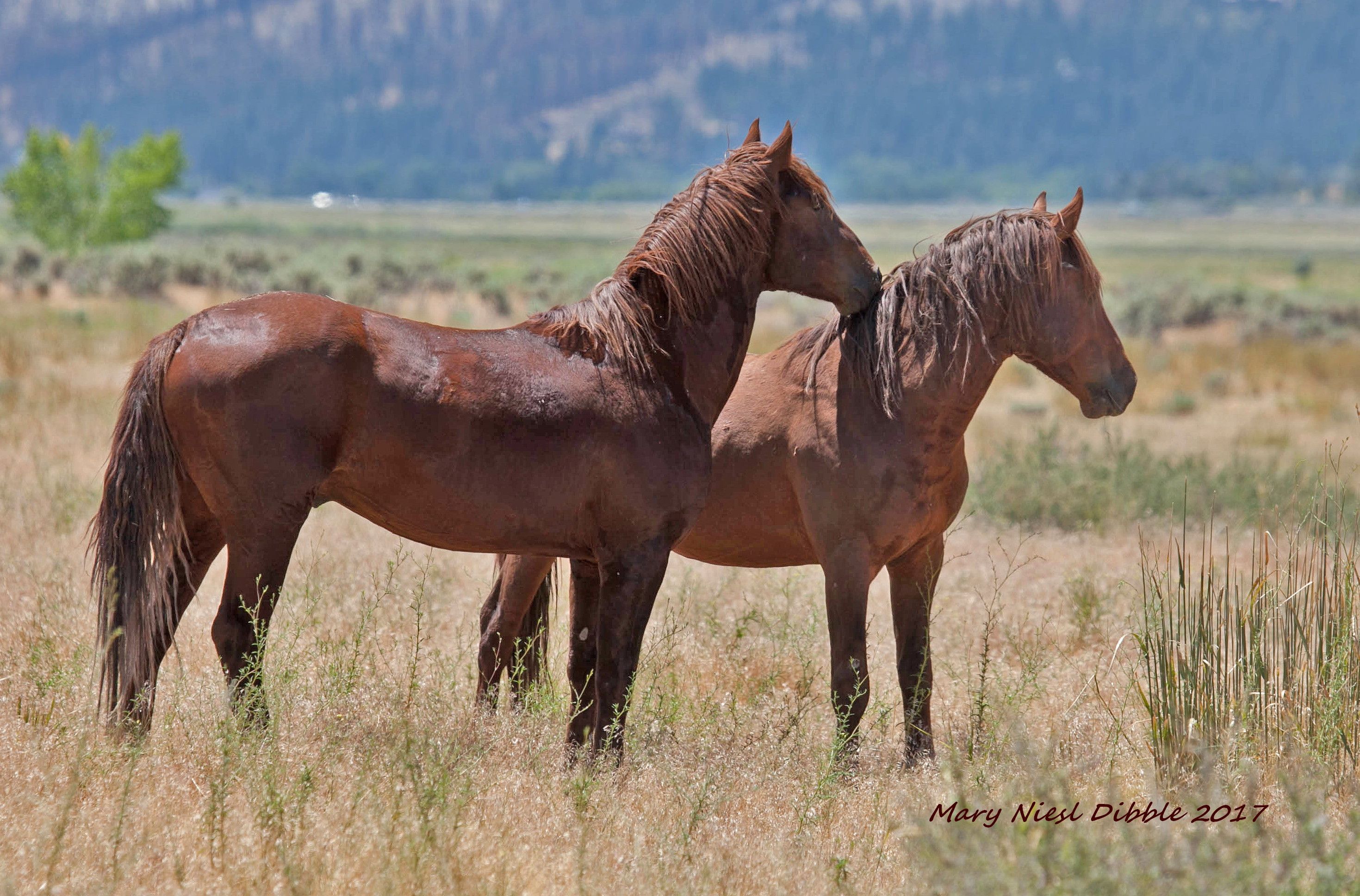 Pin by Mary Dibble on Wild horses | Pinterest | Horse
