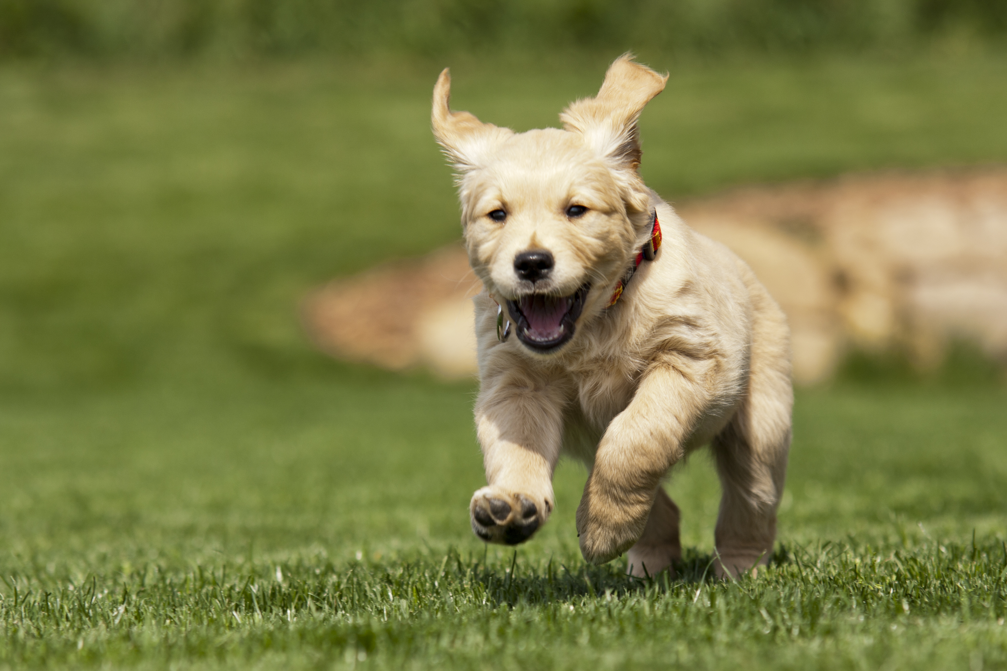 Running pup photo