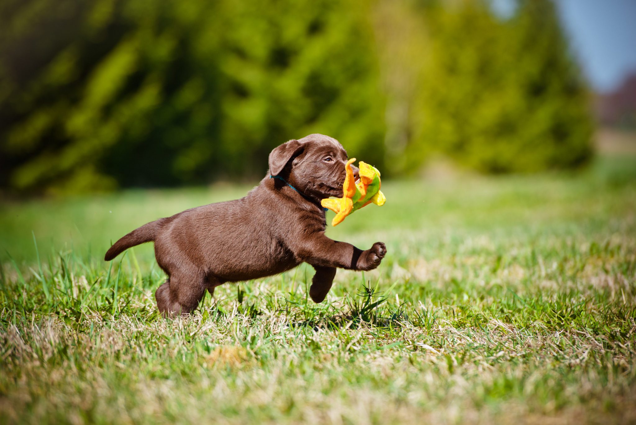 How Big Will My Puppy Get? A Puppy Growth Calculator | VetBabble