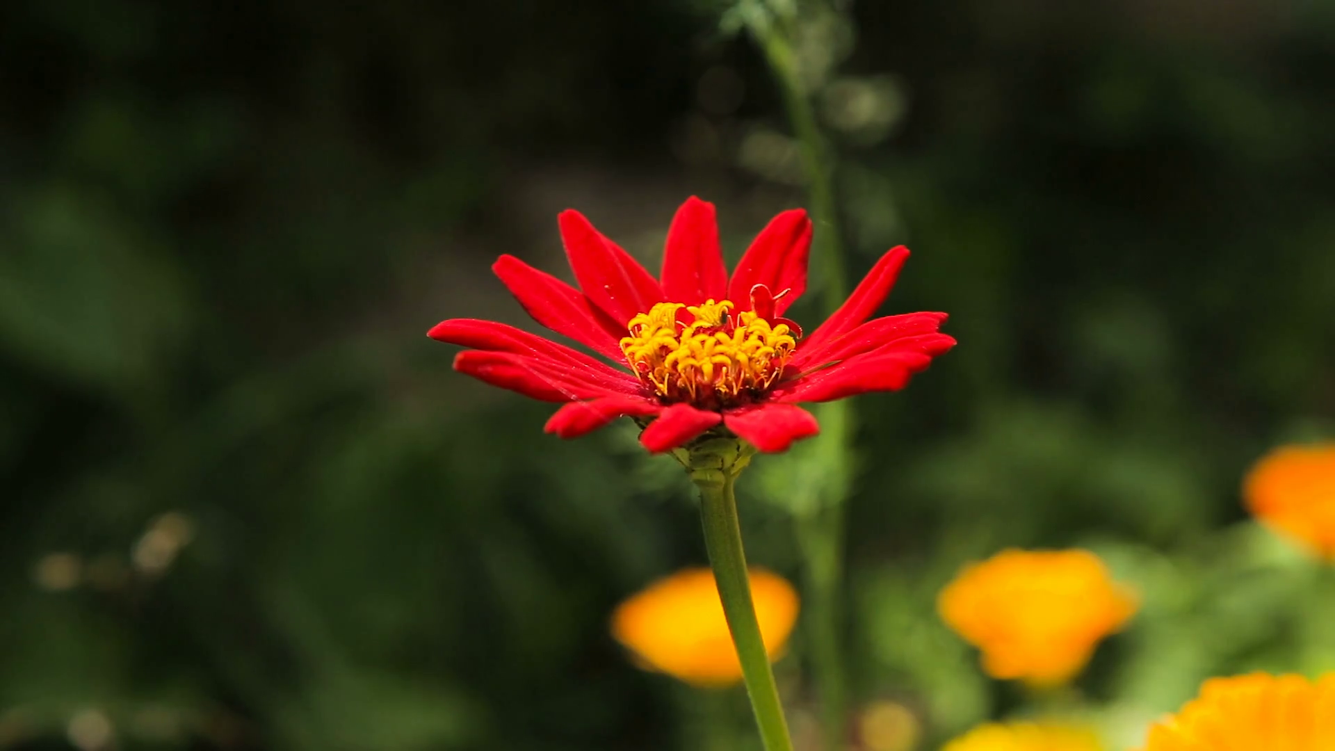 Closeup on beautiful red flower. Wildflowers,colorful wildflowers ...