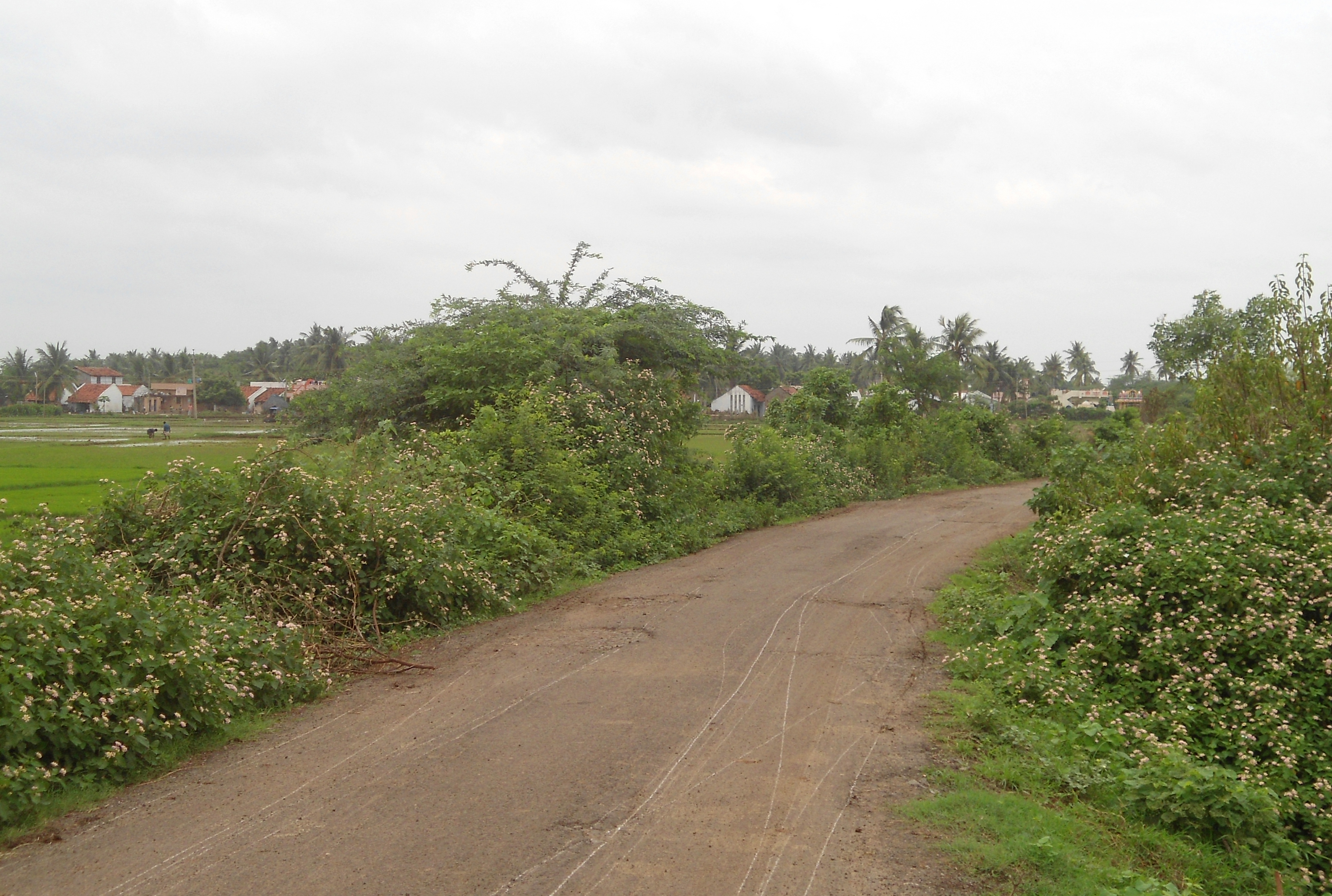 File:Rural road to Nemam Village.jpg - Wikimedia Commons