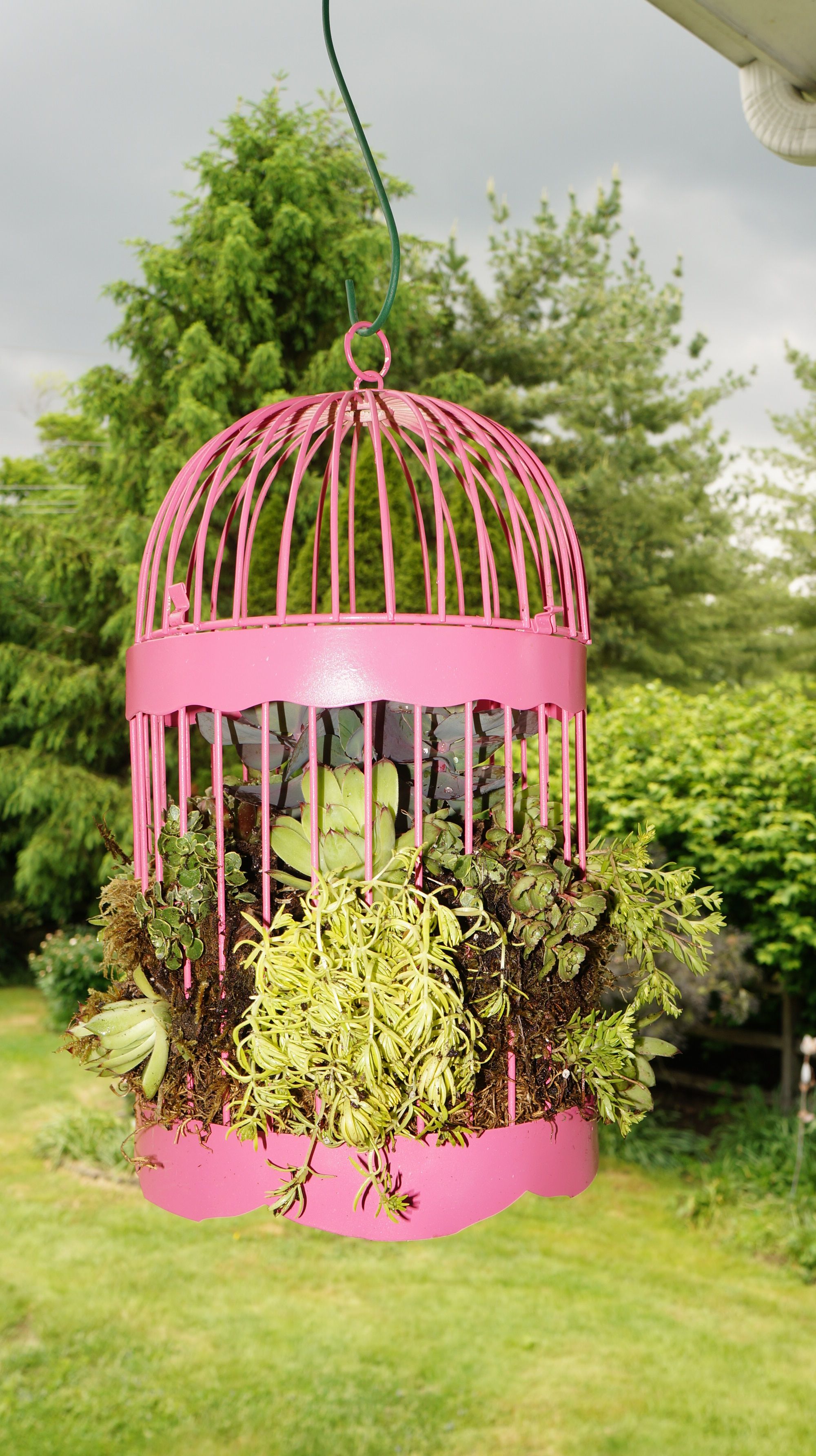 Bought an old birdcage at a garage sale and spray painted it Rust ...
