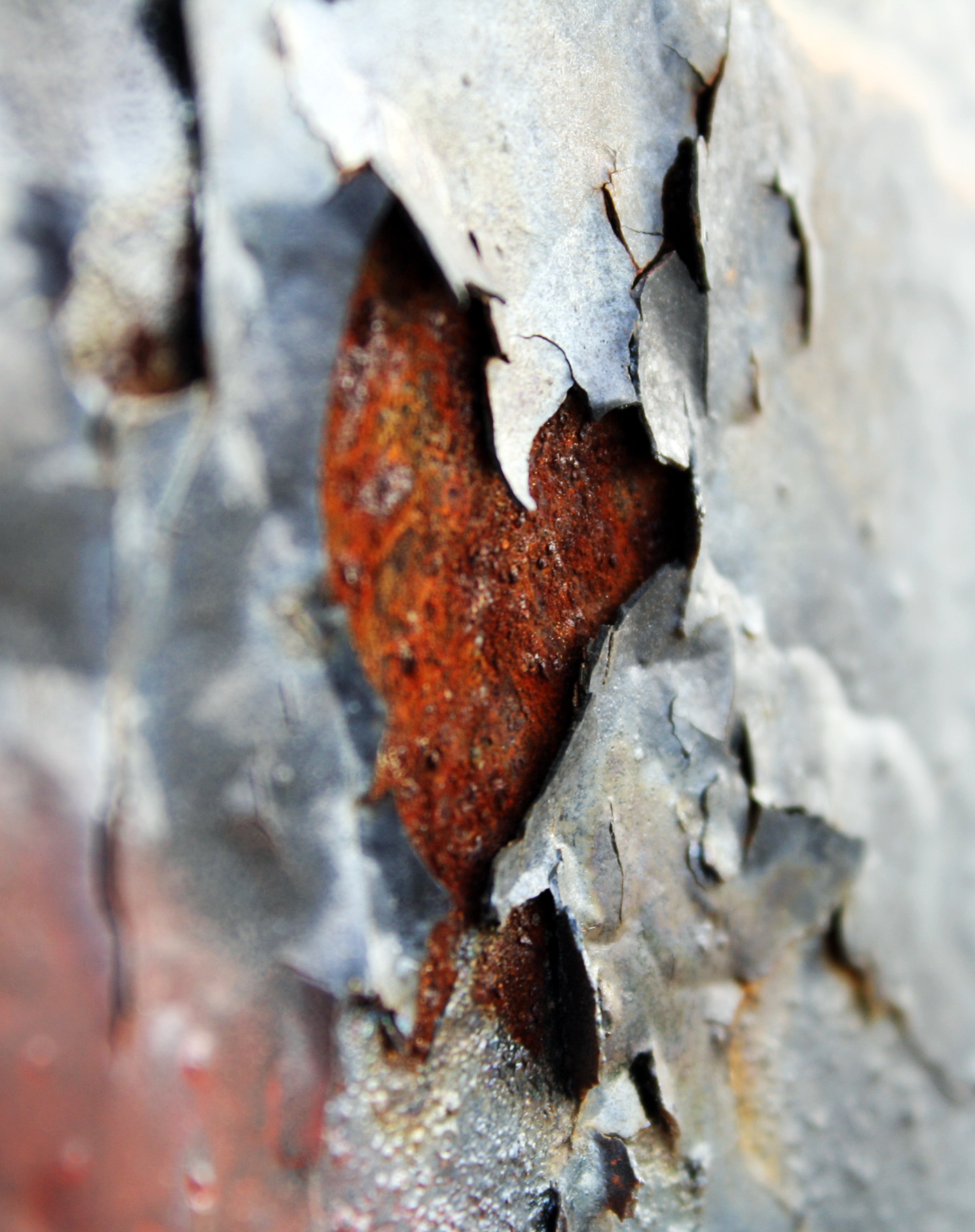 Can I Paint Over Rust? | A.G. Williams Painting Company