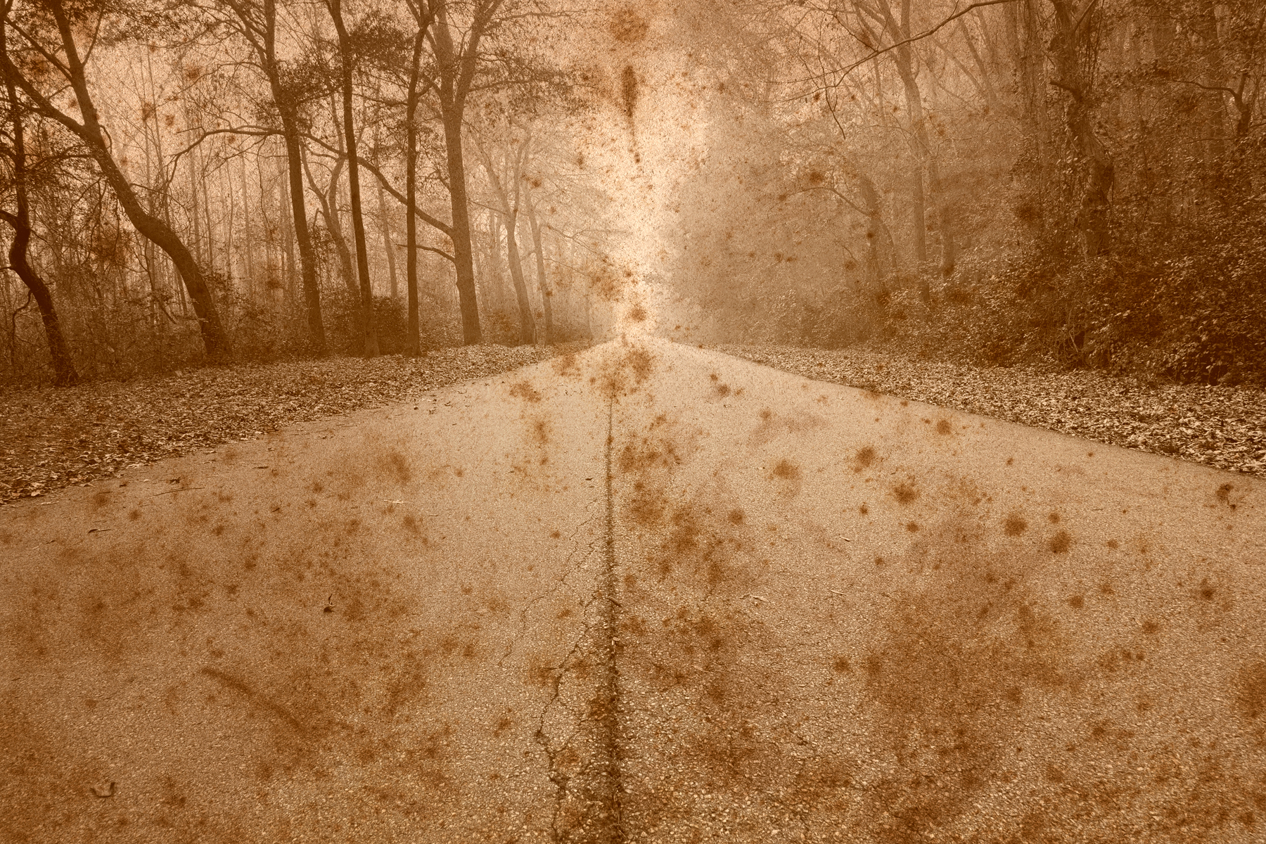 Rustic forest road photo