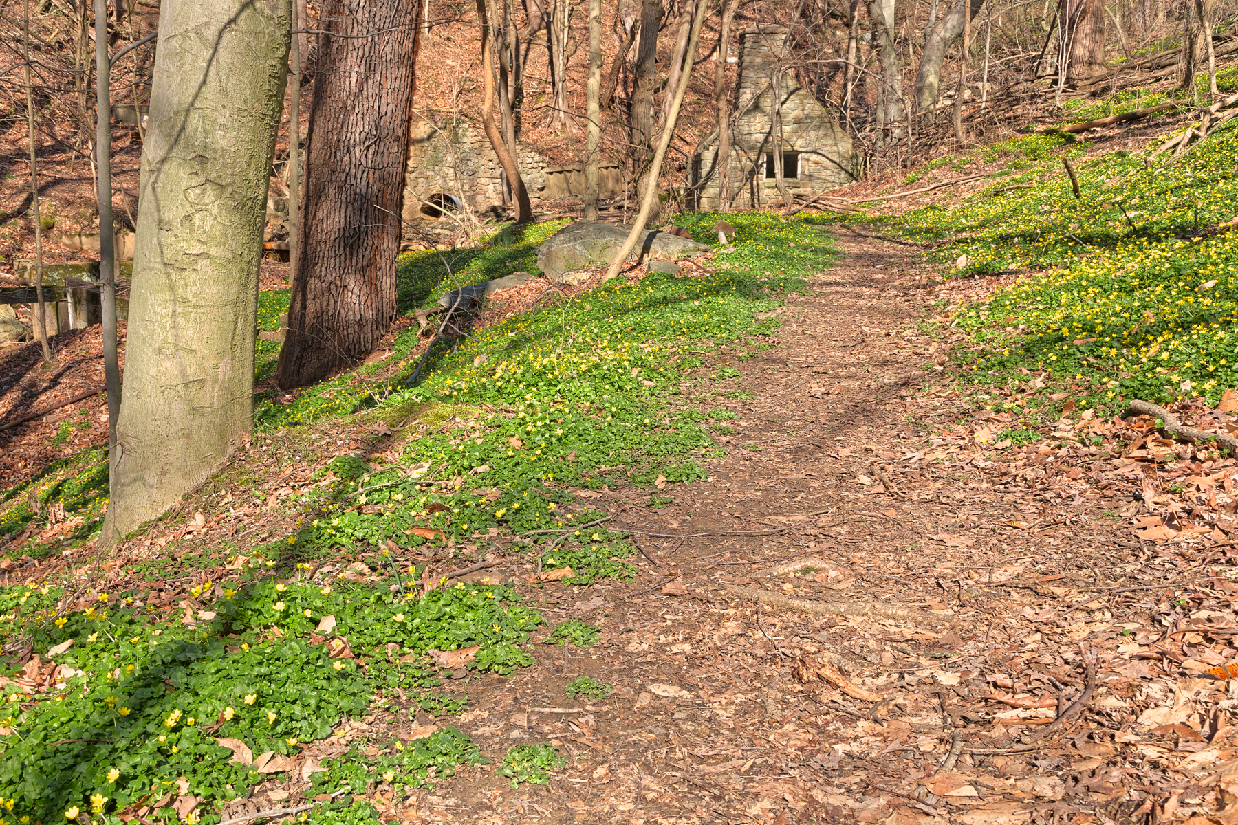 Rustic spring trail - hdr photo