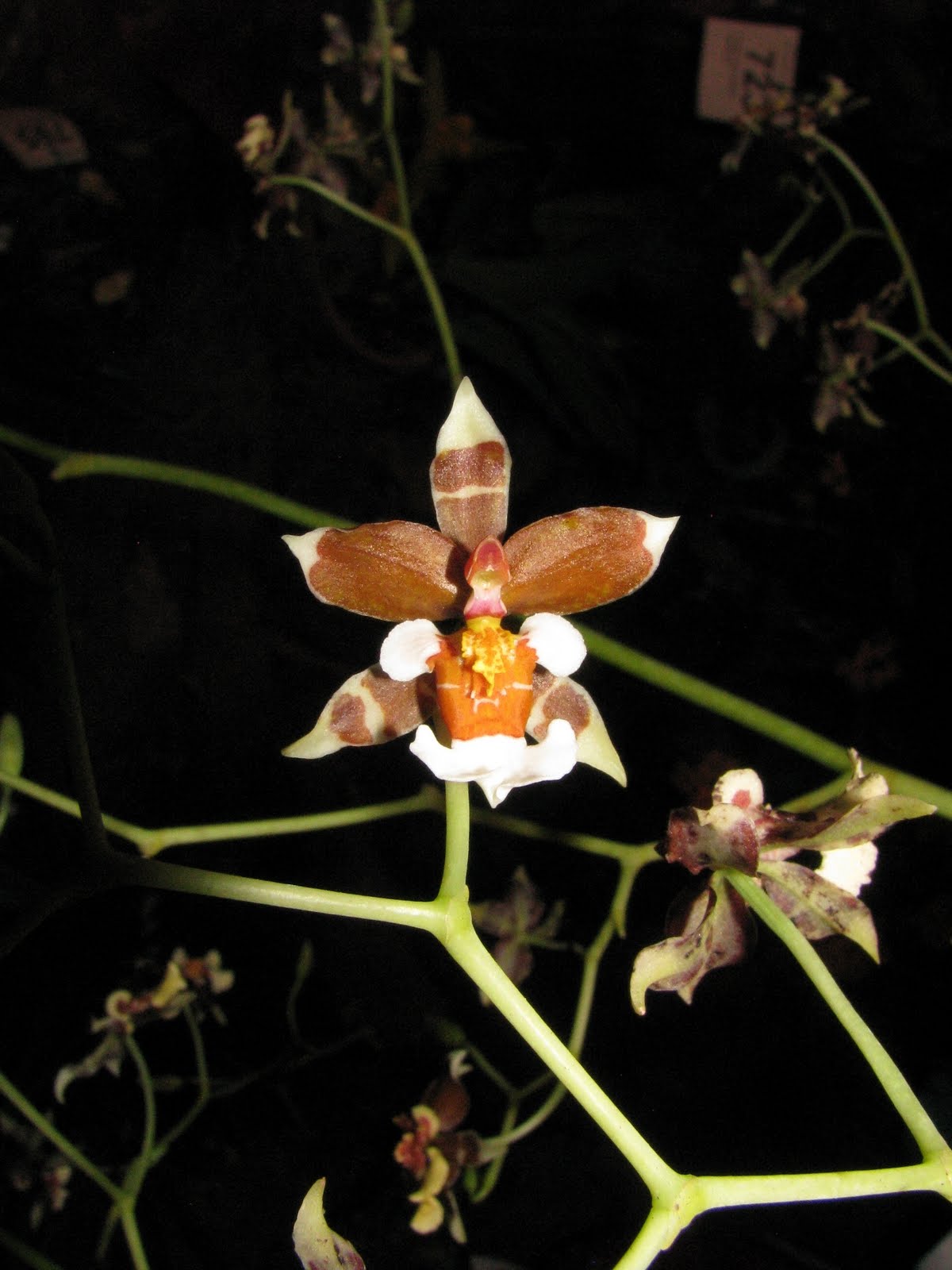 The American Orchid Society