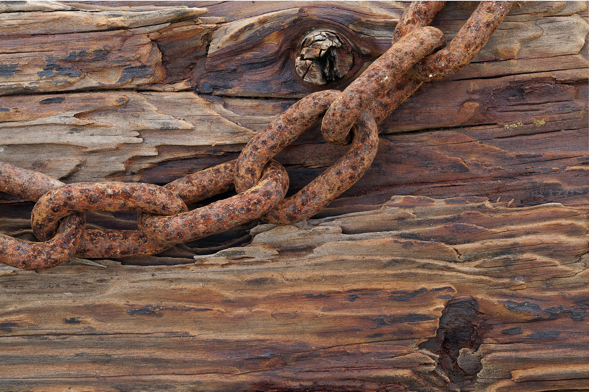 Rusty chain on the old tree wallpapers and images - wallpapers ...