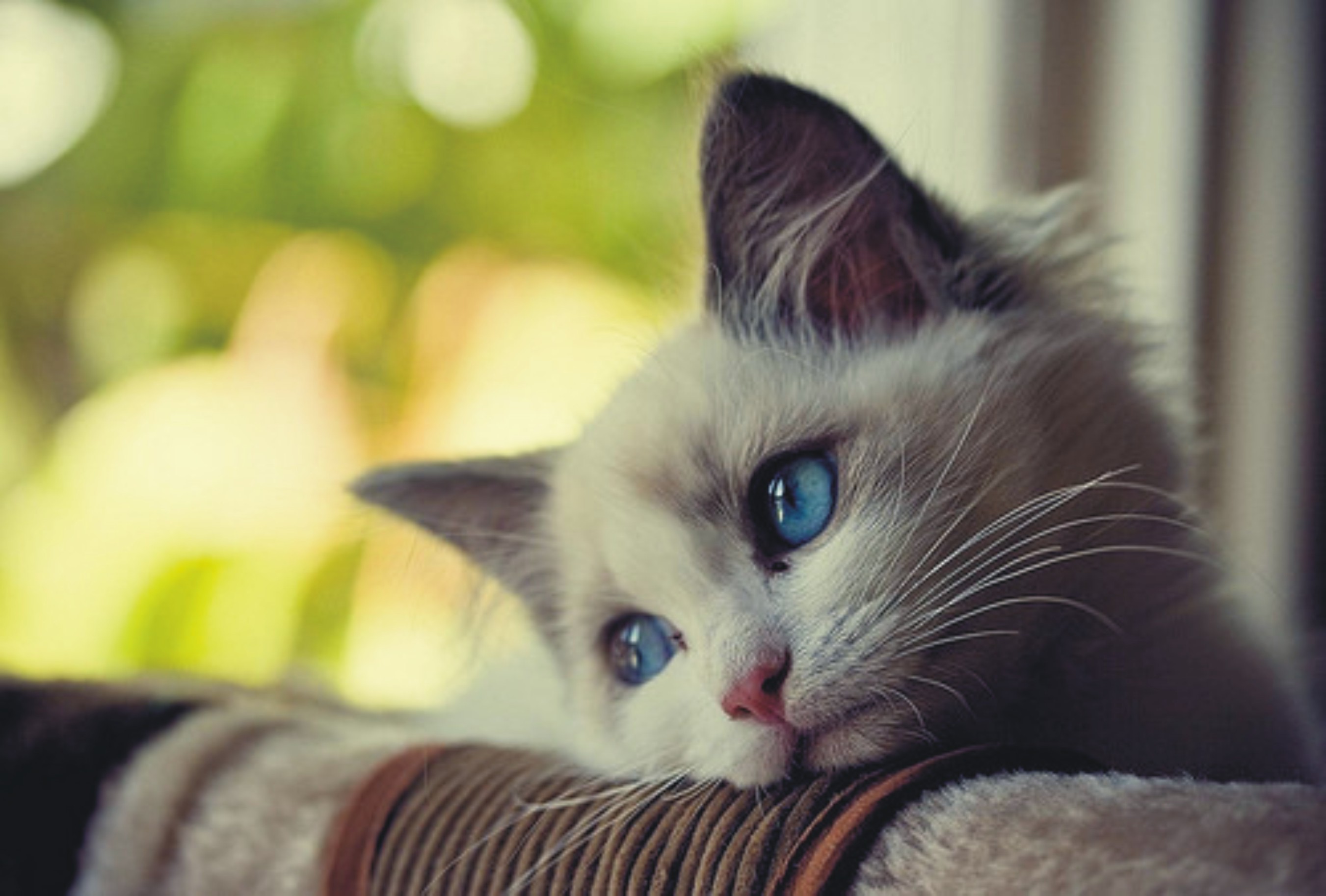 Sad cat - Imgur