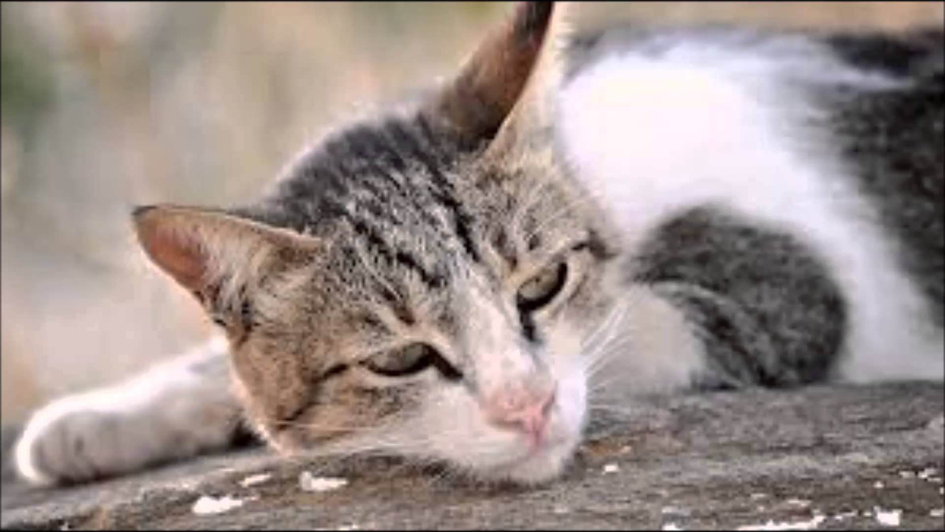 Sad Cats - YouTube