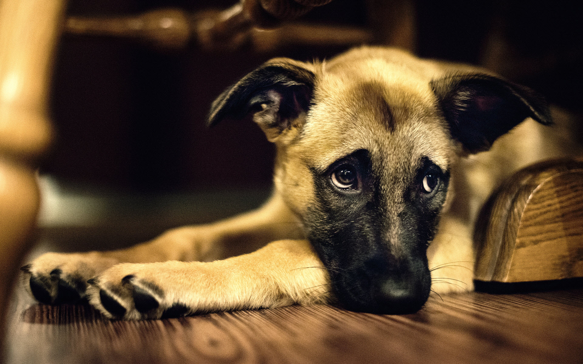 Can My Dog Be Happy or Sad? – Ethology Institute Cambridge