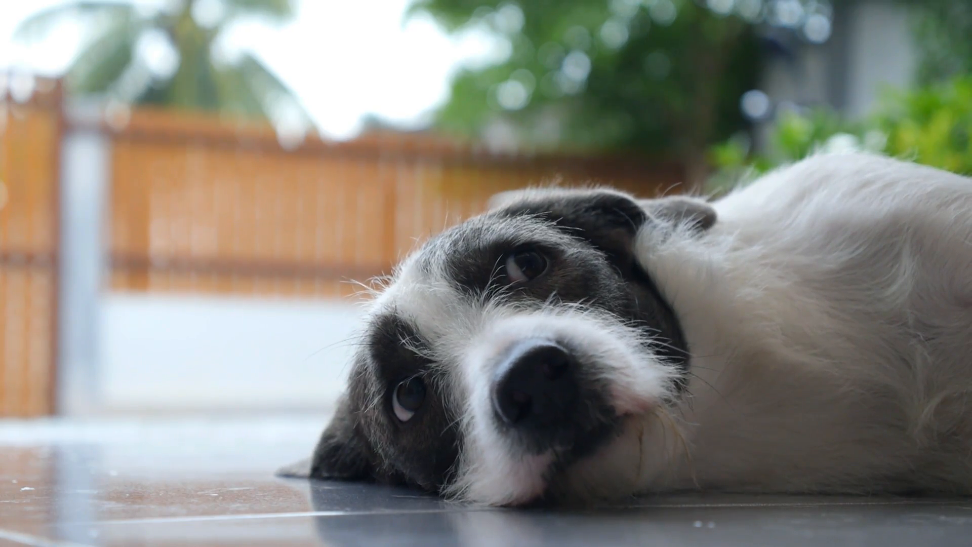 Sad Dog Lying and Resting Outdoor while Raining Stock Video Footage ...