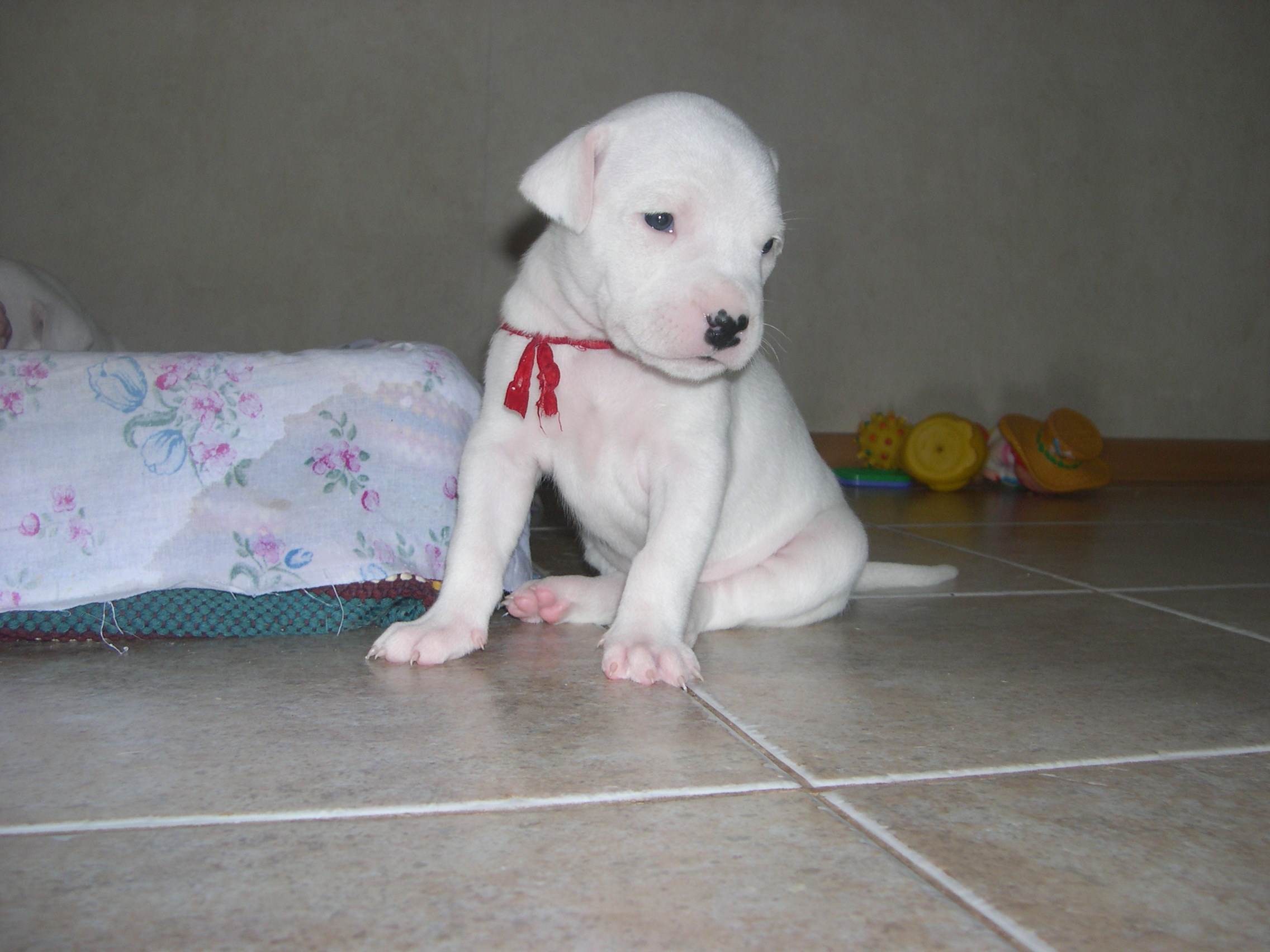 Sad puppy dogo argentino wallpapers and images - wallpapers ...