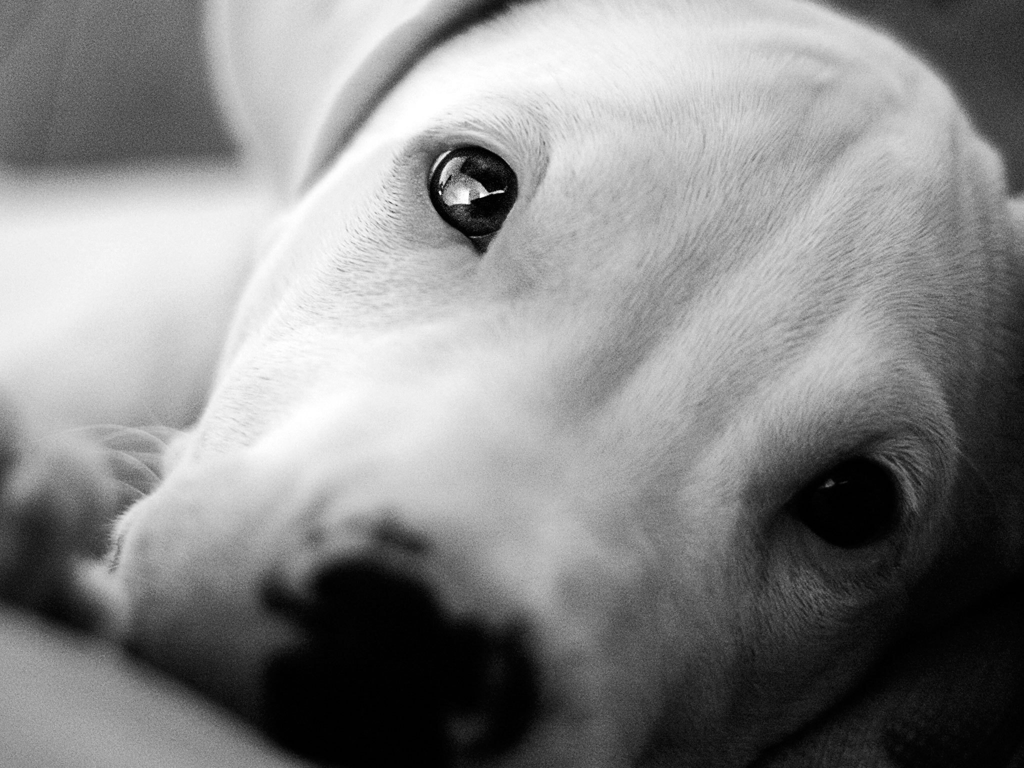 Animals___Dogs_Beautiful_eyes_Dogo_Argentino_049279_.jpg