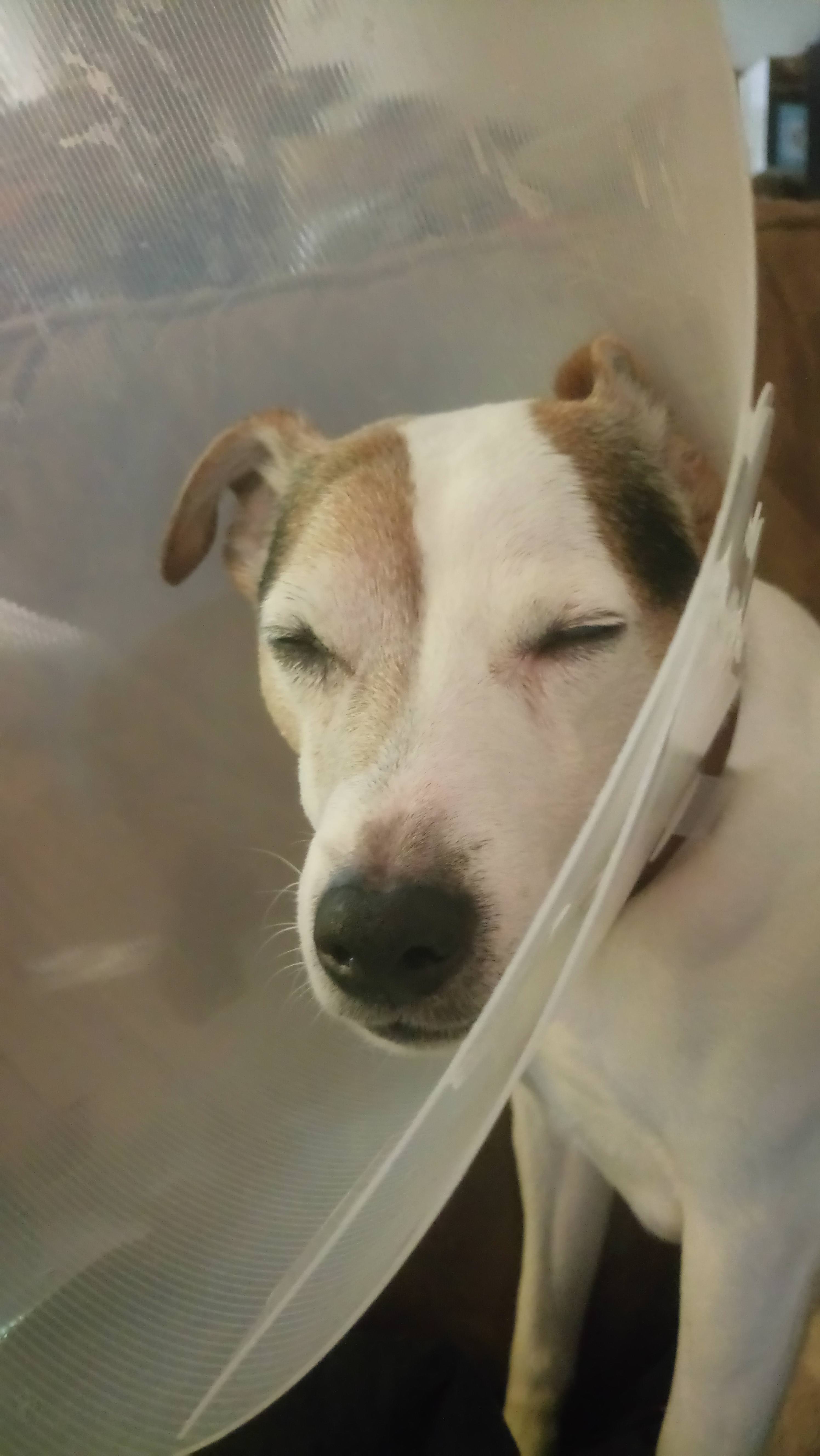 My poor dogo! He's sooooo sad/stoned - Album on Imgur