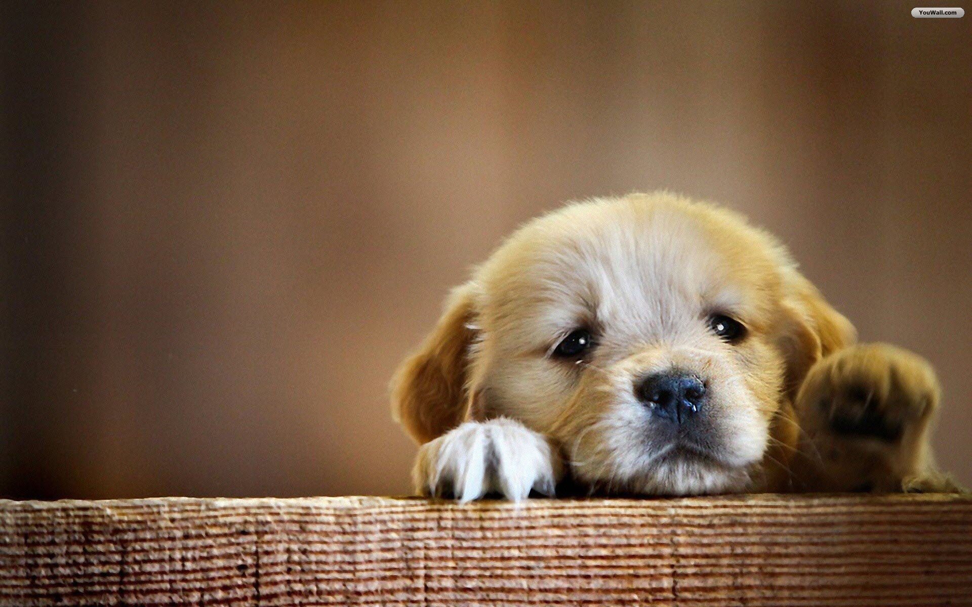 cute sad puppy
