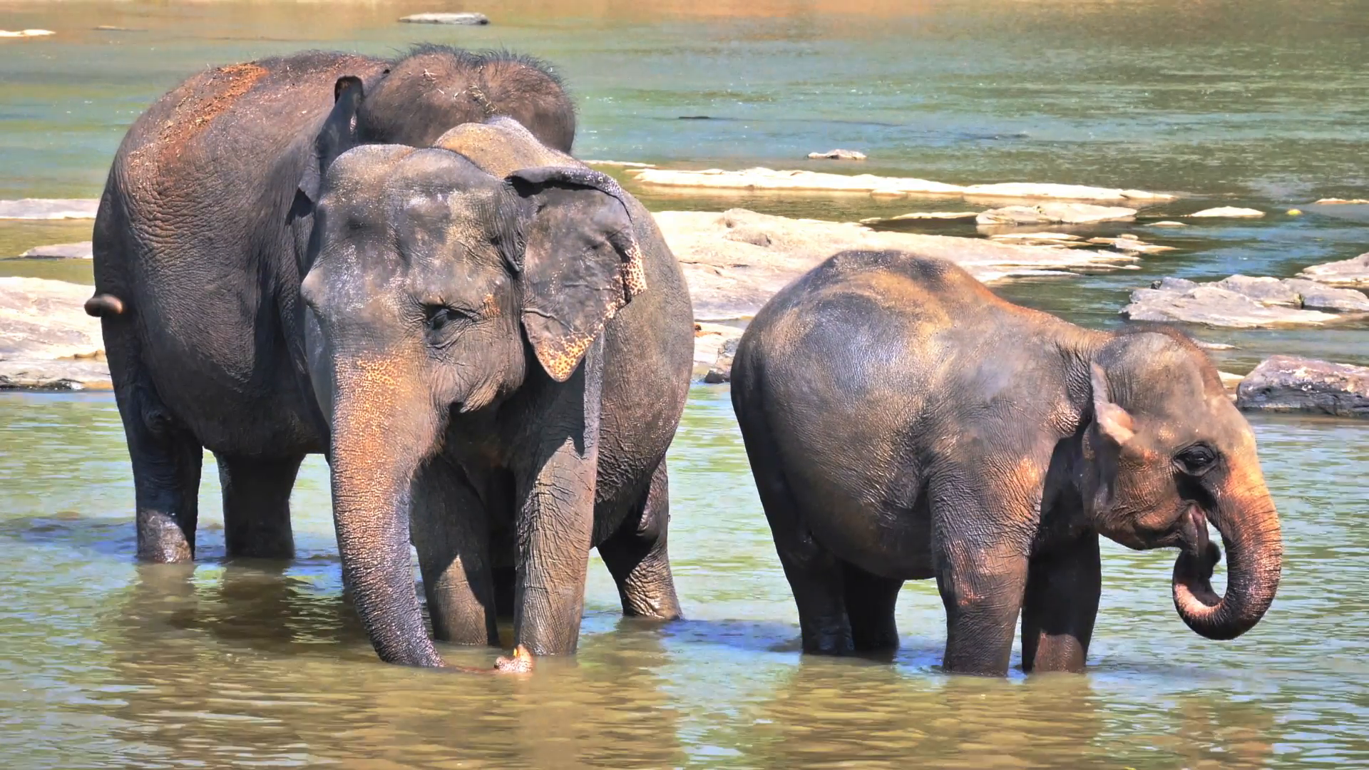 Baby elephant with family in national park of Sri Lanka. Wild ...