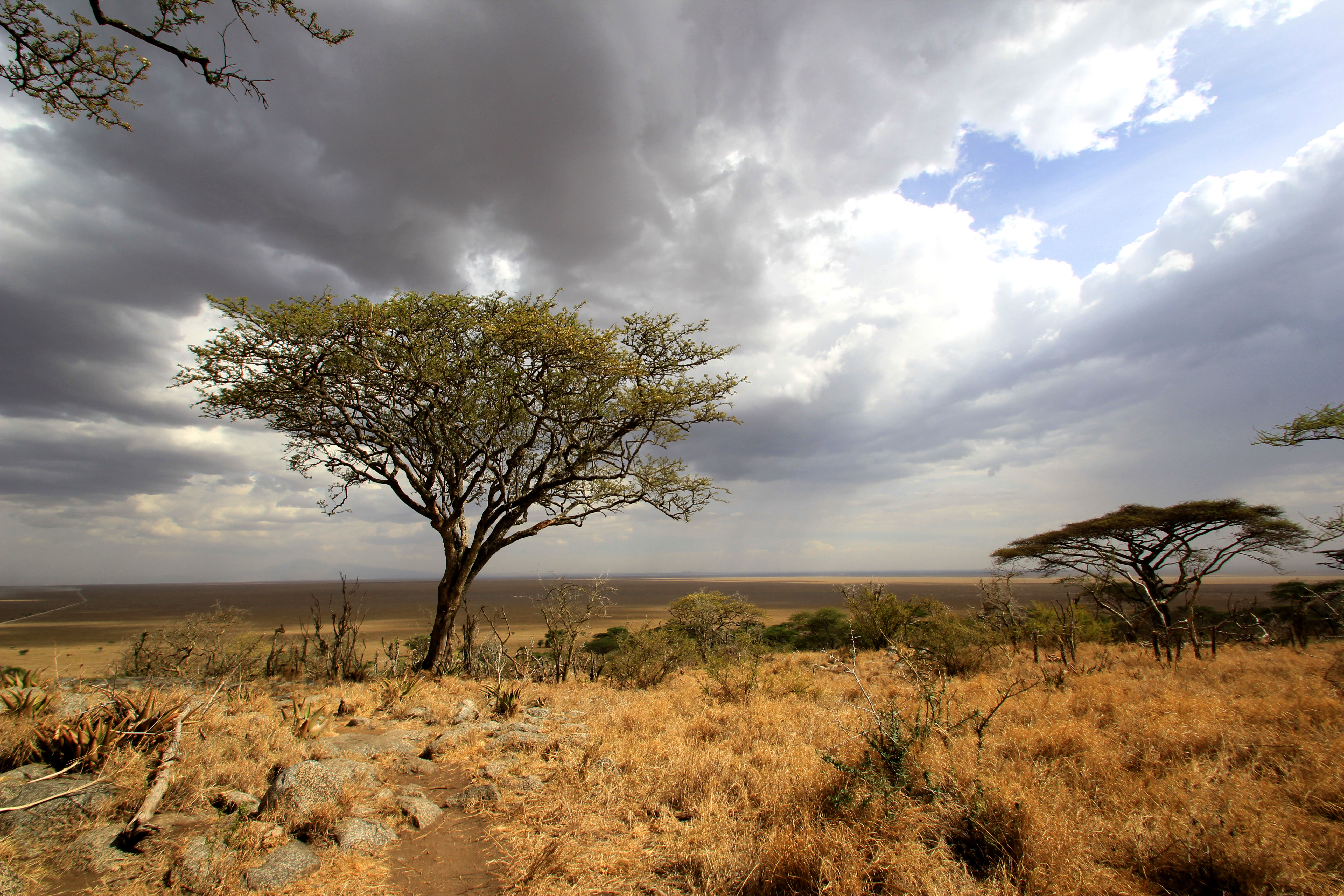 Safari: Part III – The endless plain: Serengeti | iago80