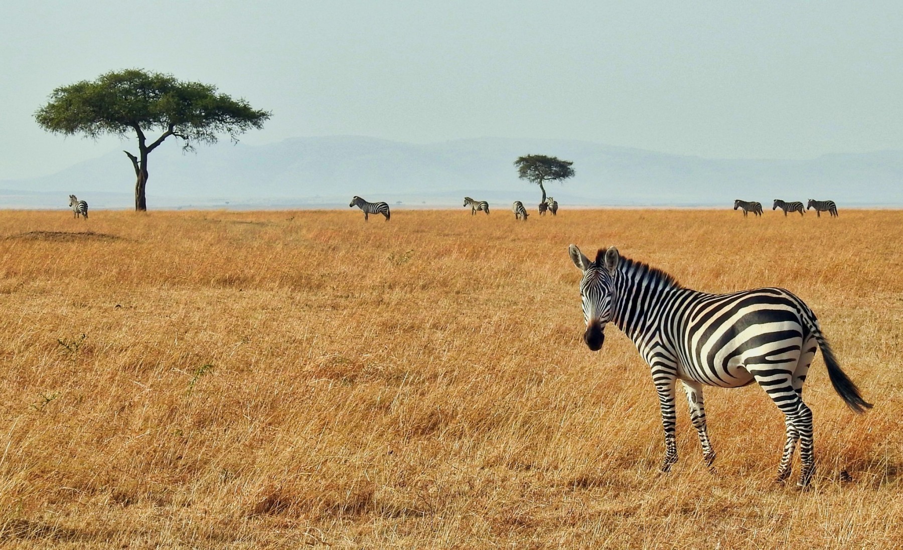 Should I go on safari in East or southern Africa? - African Portfolio