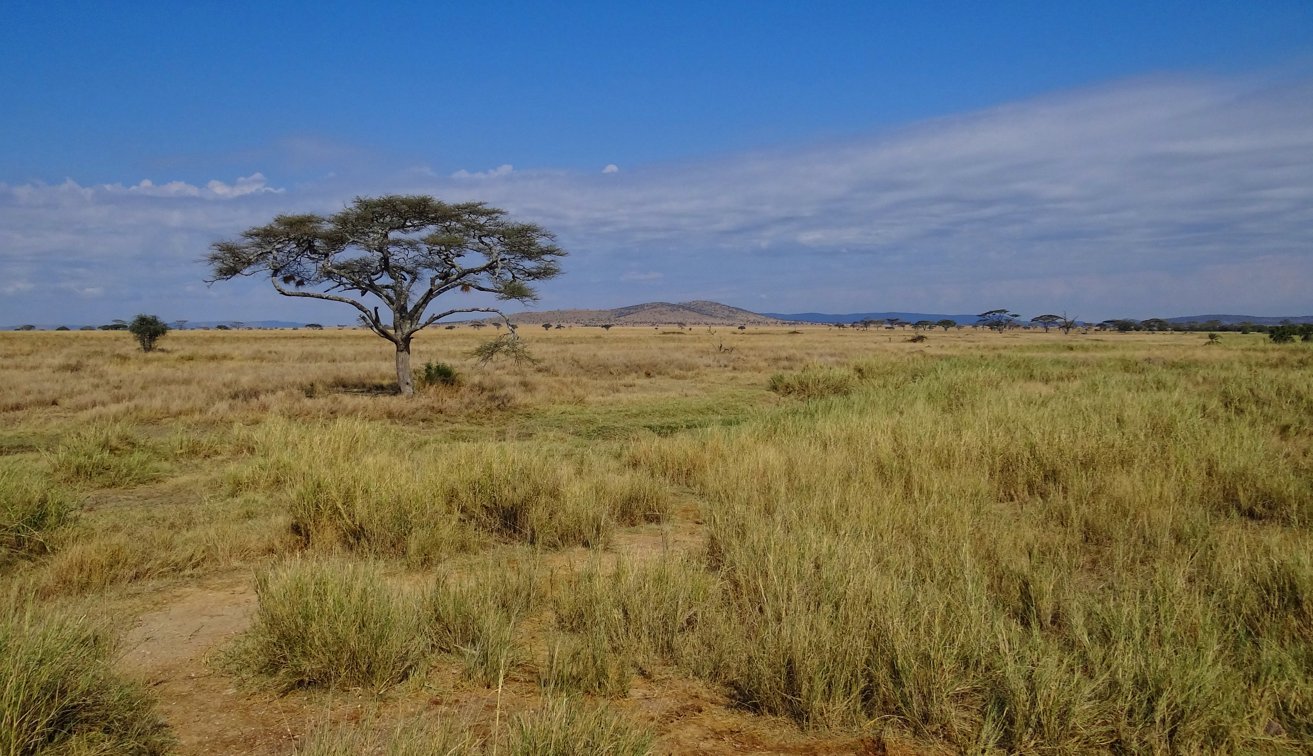 File:Serengeti-Landscape-2012.JPG - Wikimedia Commons