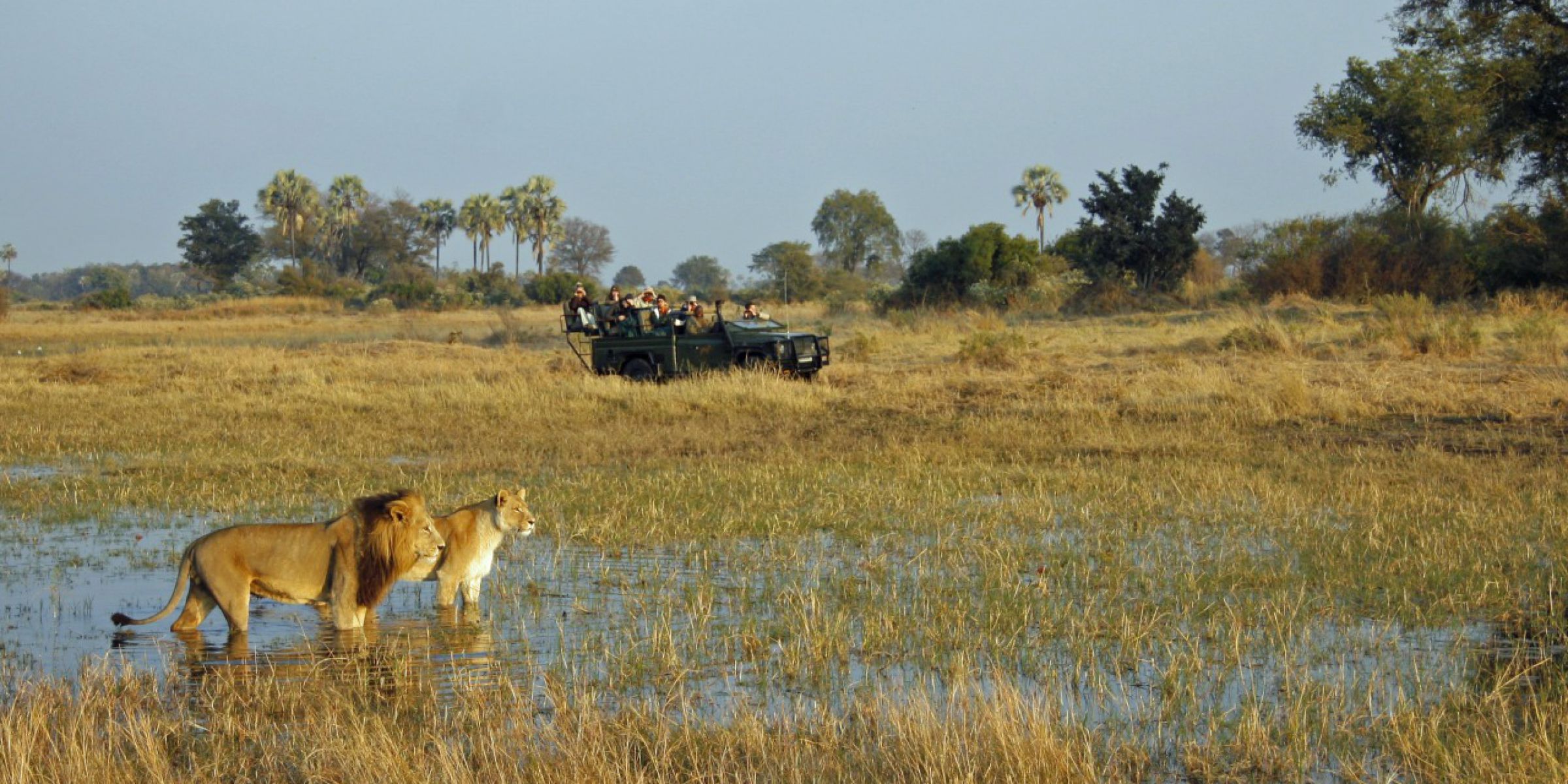 Safari plains photo