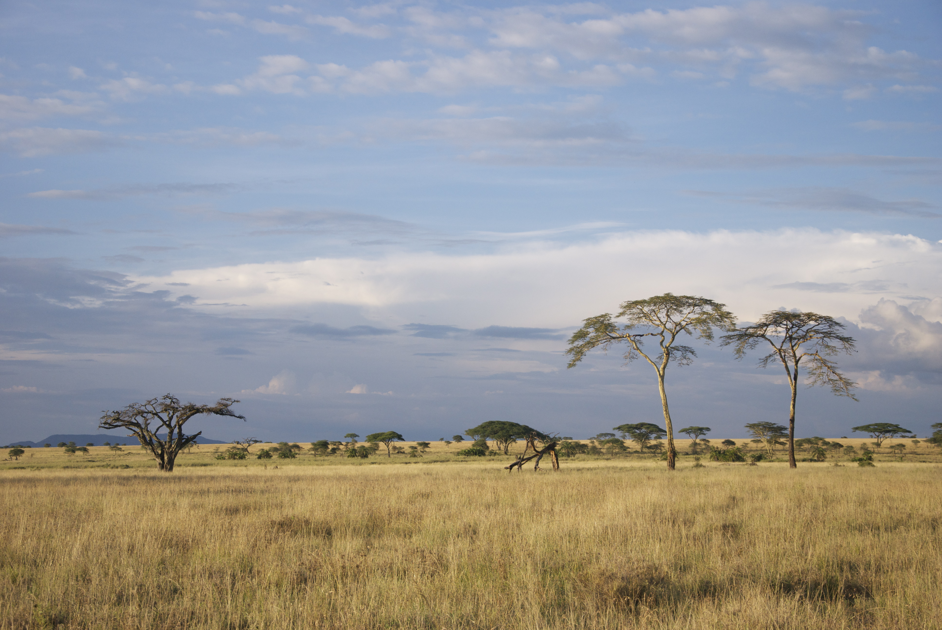 Саванны и редколесья занимают обширные равнины африки
