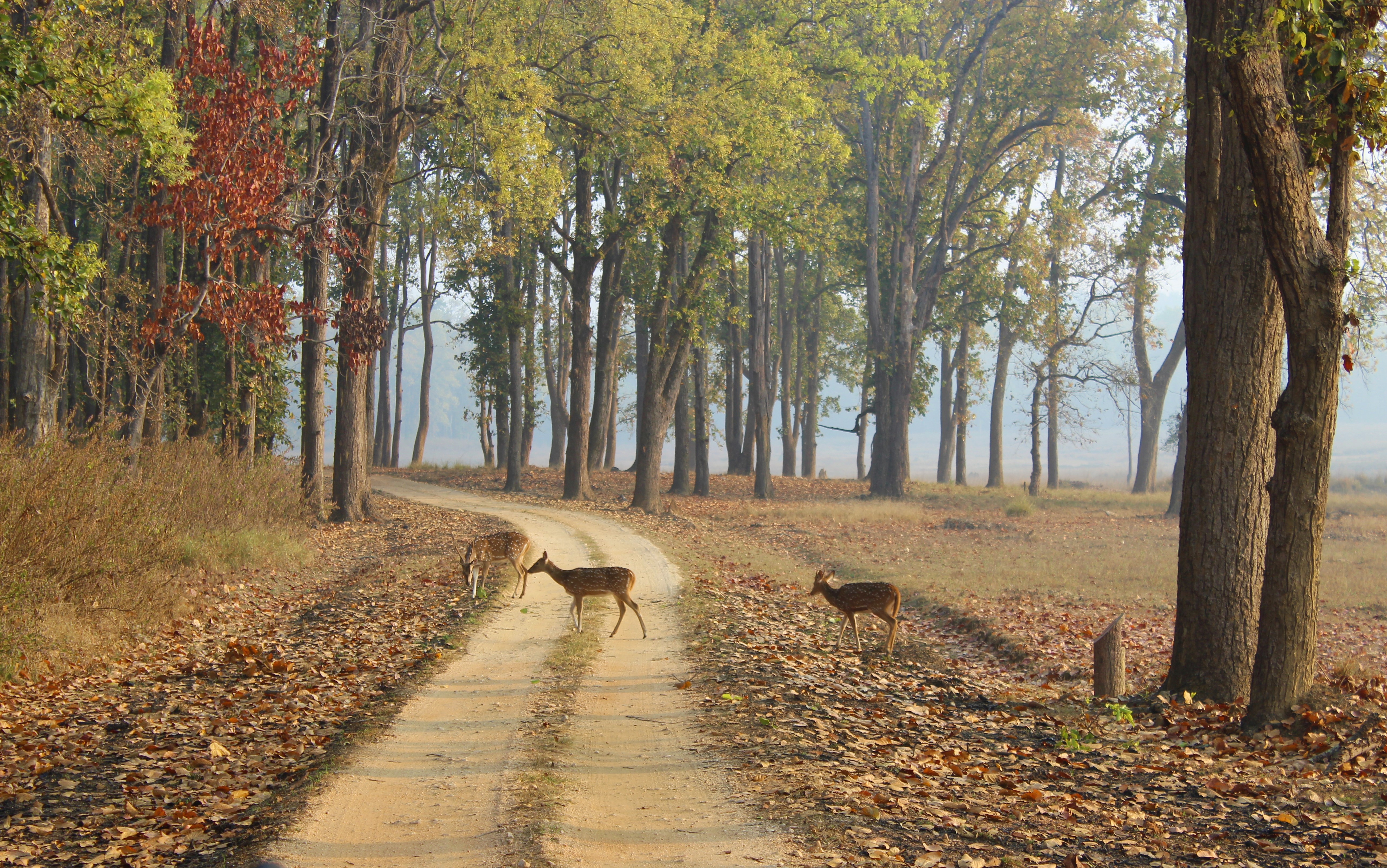 File:Deers crossing the safari trail.jpg - Wikimedia Commons