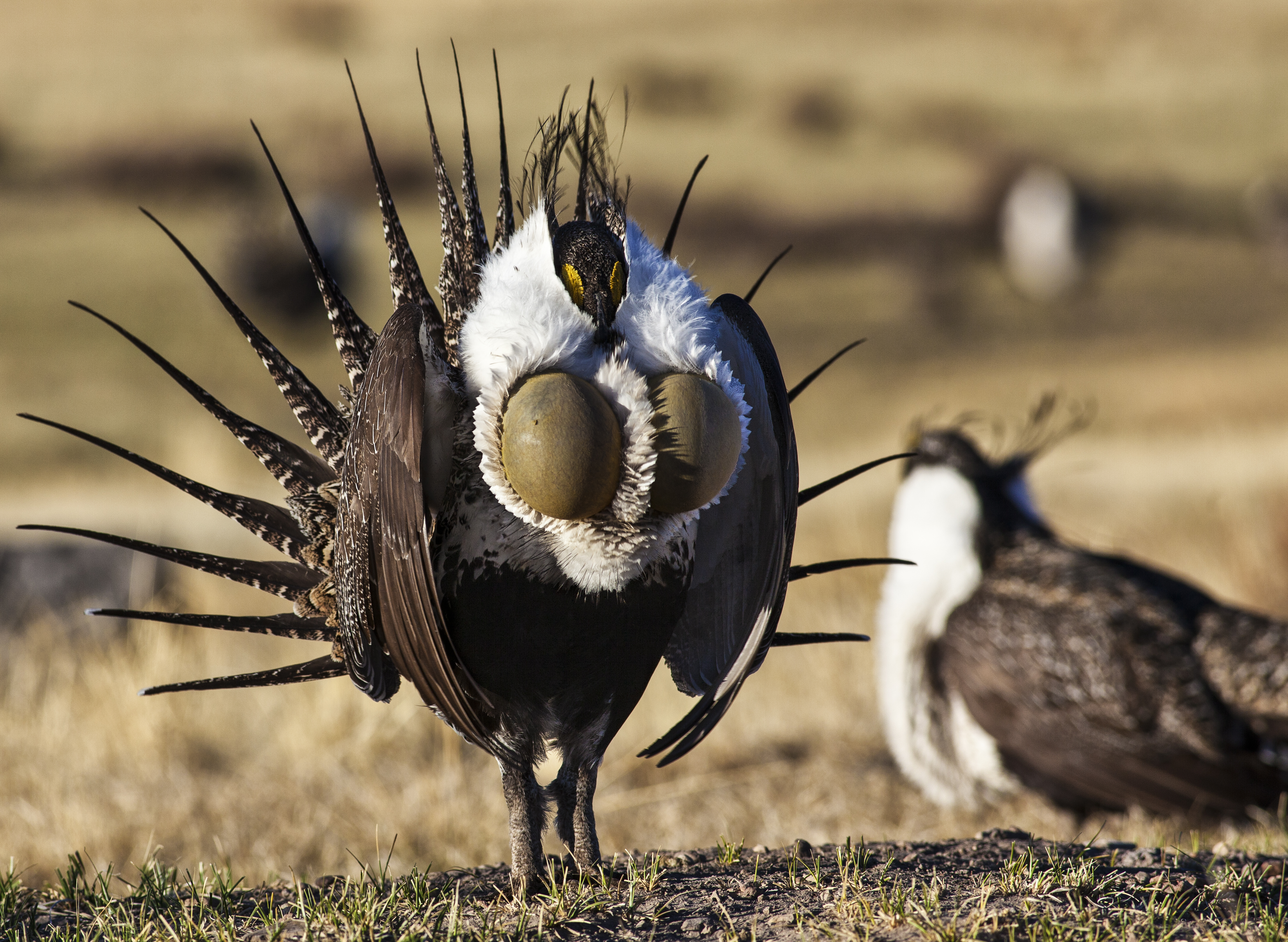 Greater sage-grouse - Wikipedia