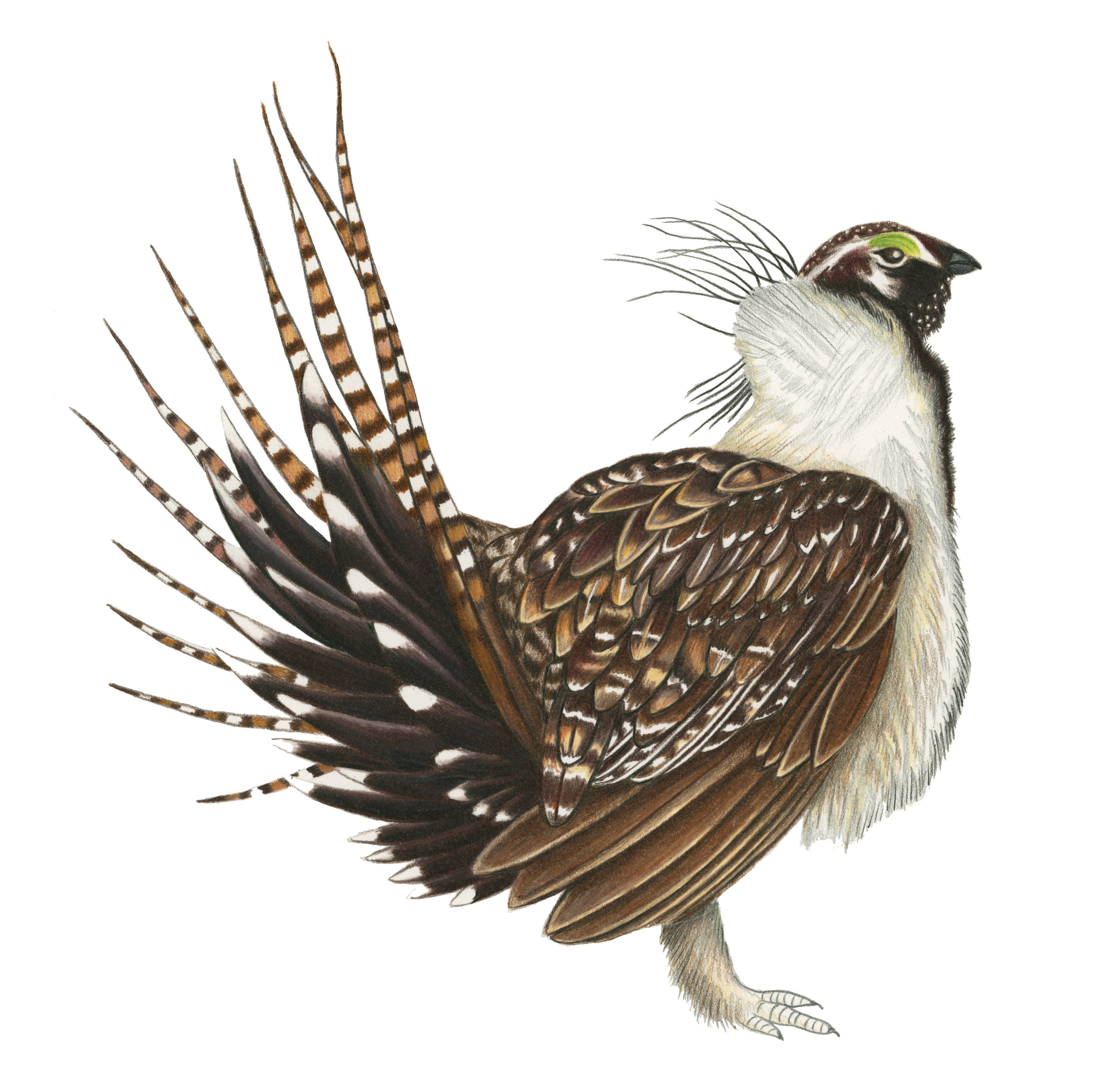 What People Talk About When They Talk About Sage Grouse - The Weird ...
