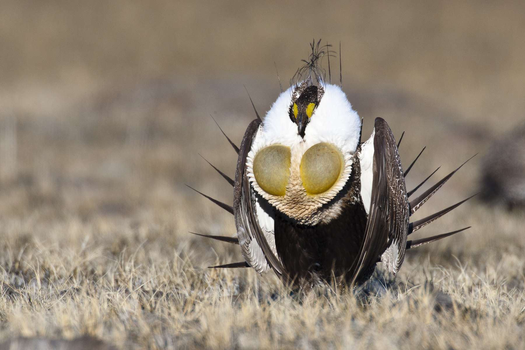 Feds call for cooperative conservation on sage grouse, states deliver