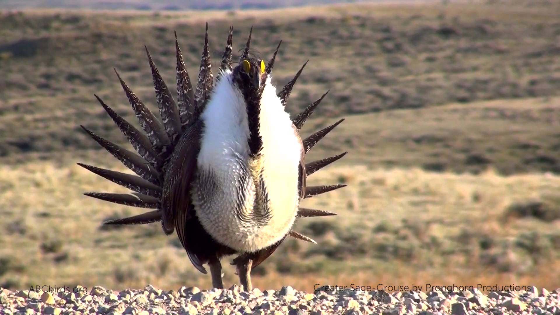 Greater Sage-Grouse - YouTube