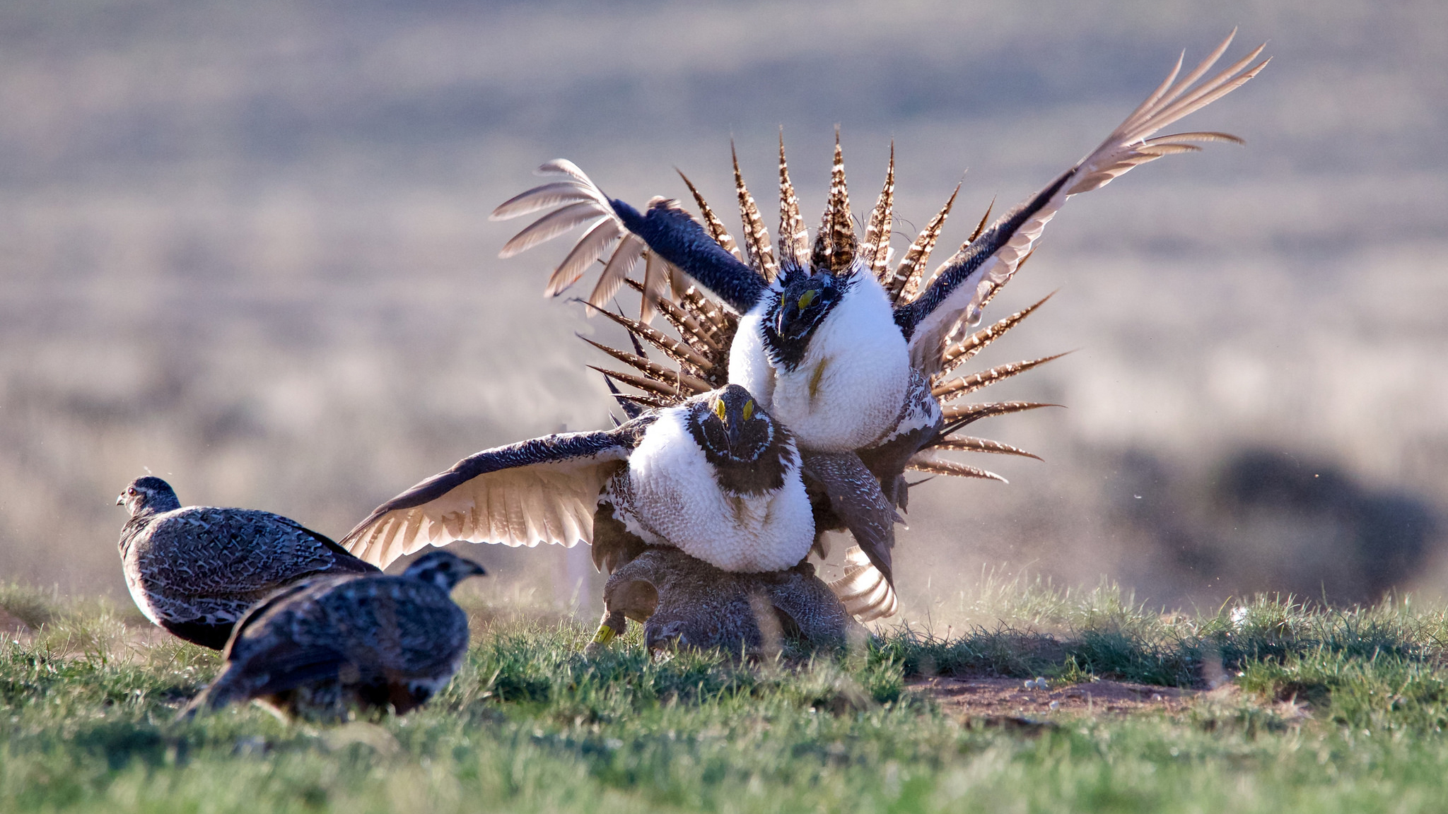 The Sage Grouse Saga, Act 2: Action! – Cool Green Science