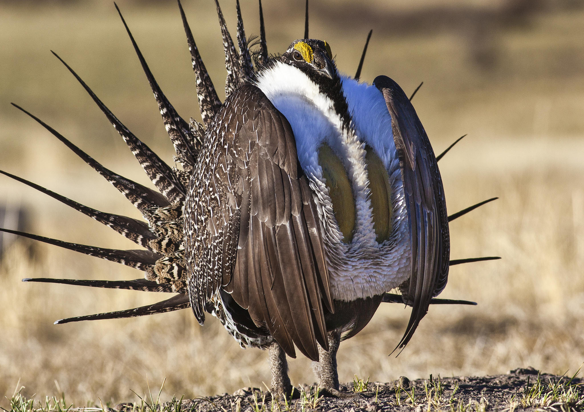 GOP Politicians Won't Keep The Sage Grouse From Listing | Wyoming ...