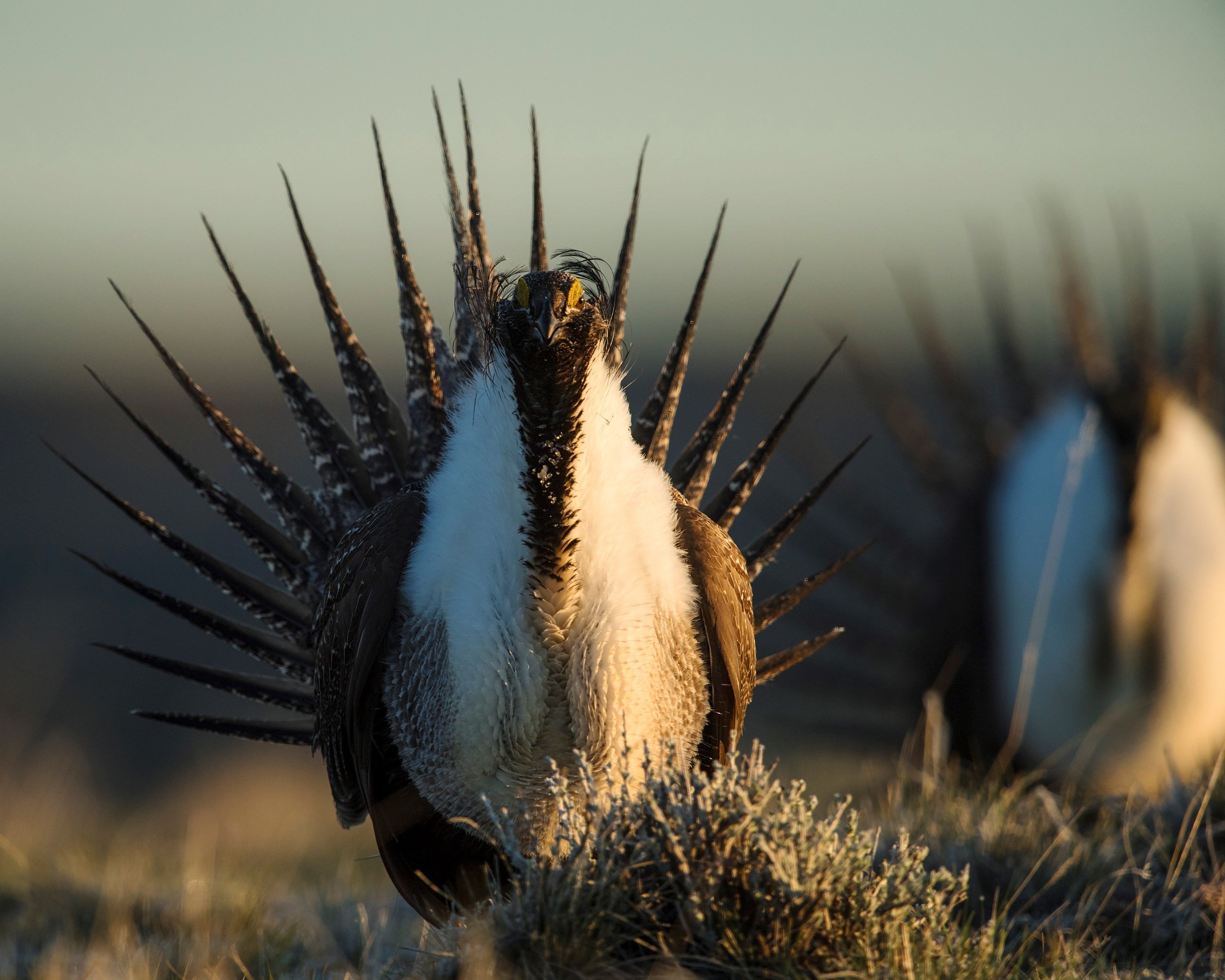 Researchers study how well greater sage grouse habitat protects ...