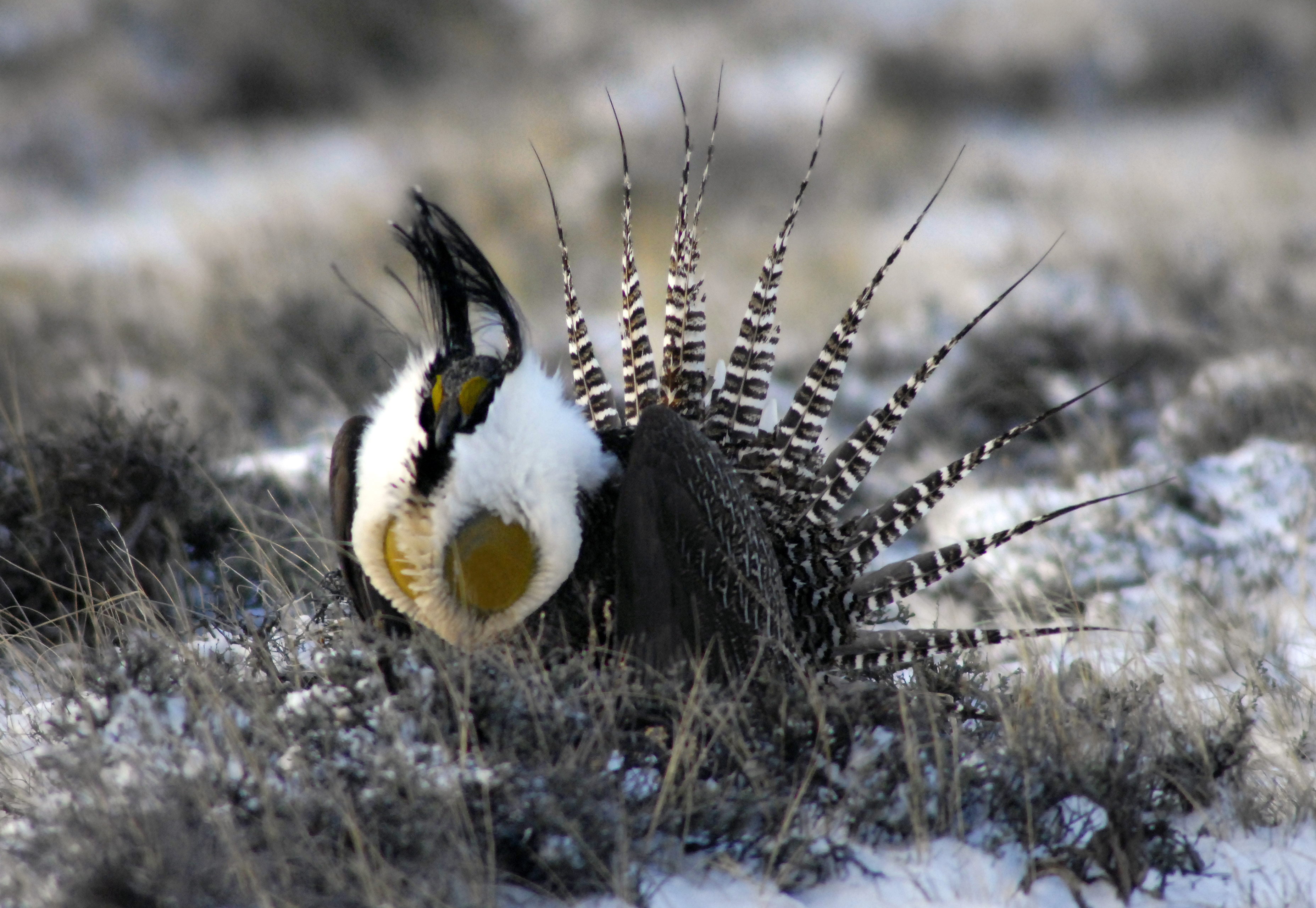 Trump Administration Targets Sage Grouse Bird for Review | Time